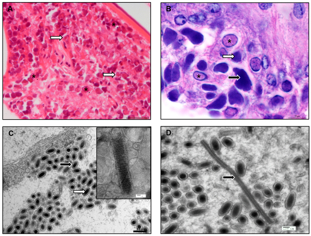 An arabinogalactan from Lycium barbarum attenuates DSS