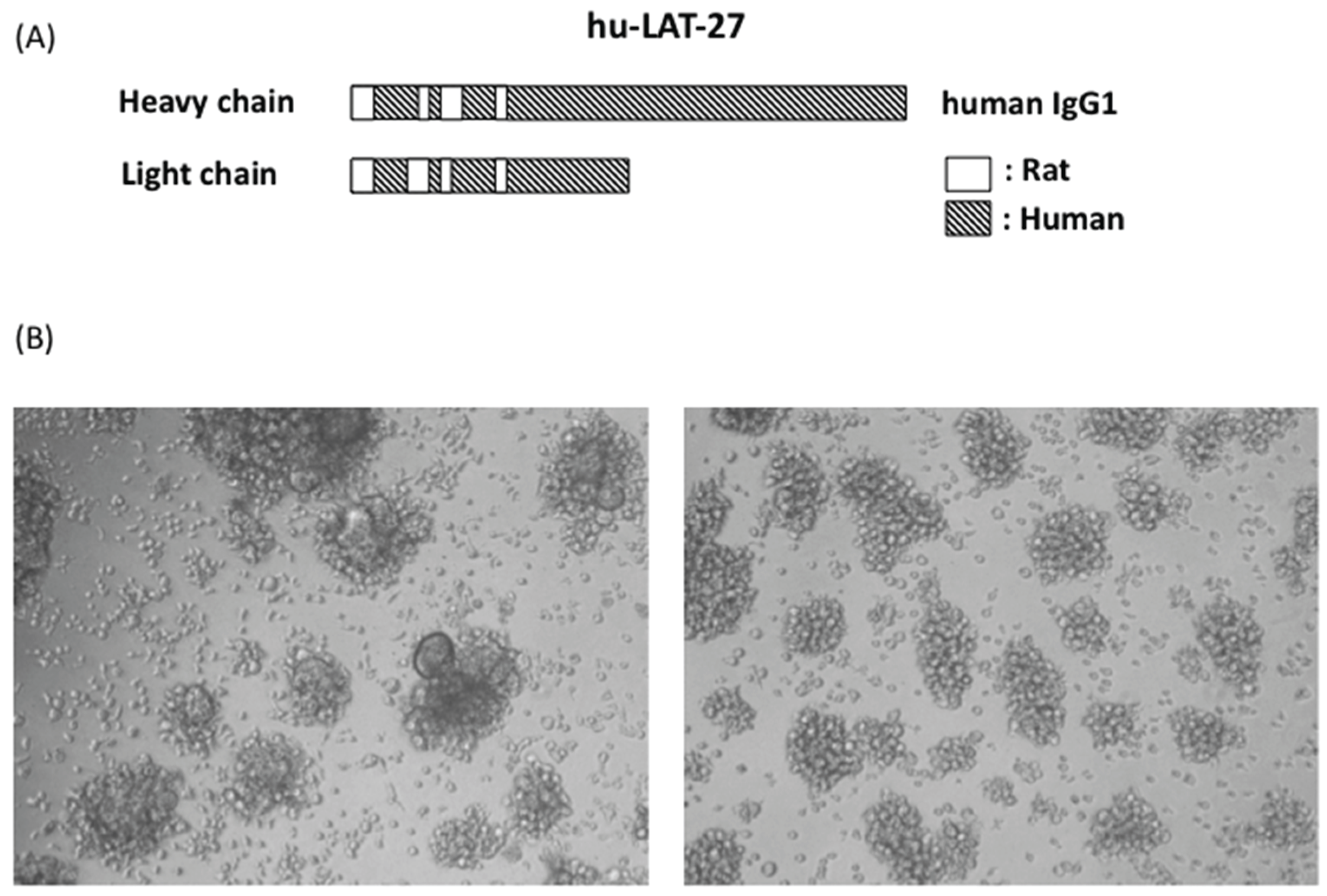 Viruses 08 00041 g003 1024