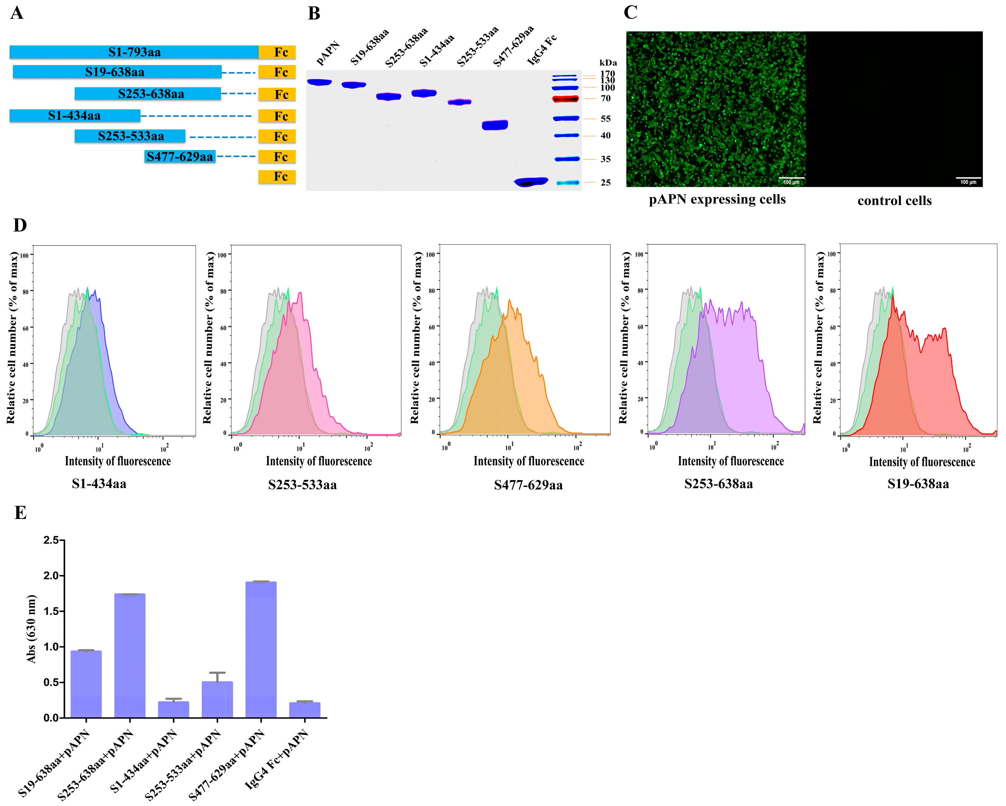 Viruses 08 00055 g002 1024
