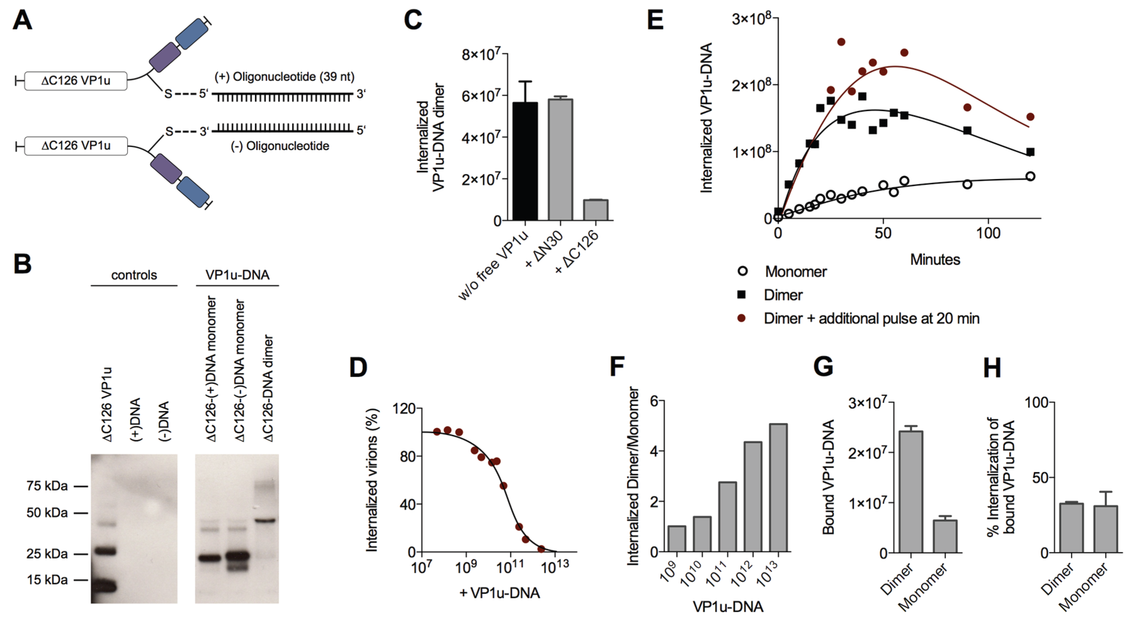 Viruses 08 00061 g005 1024