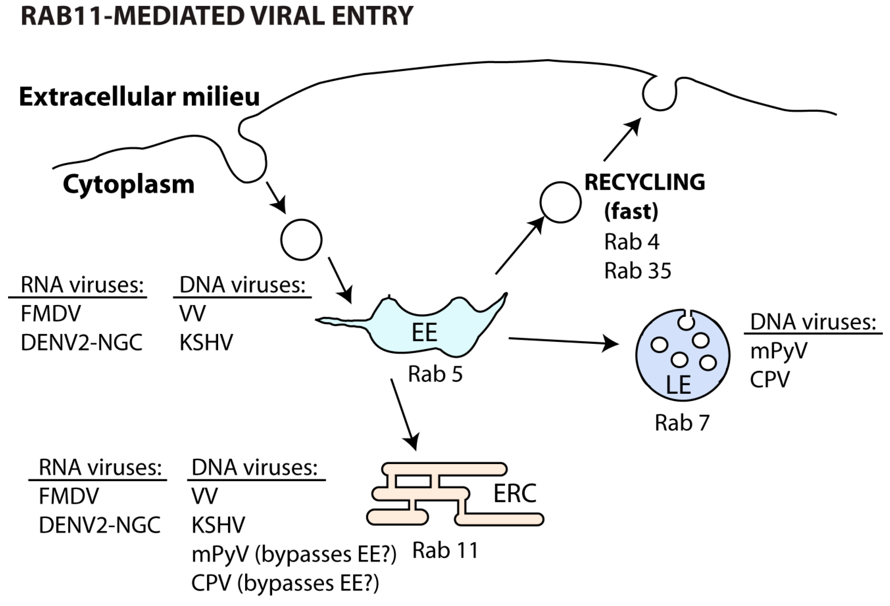 Viruses Free FullText Recycling Endosomes and Viral Infection