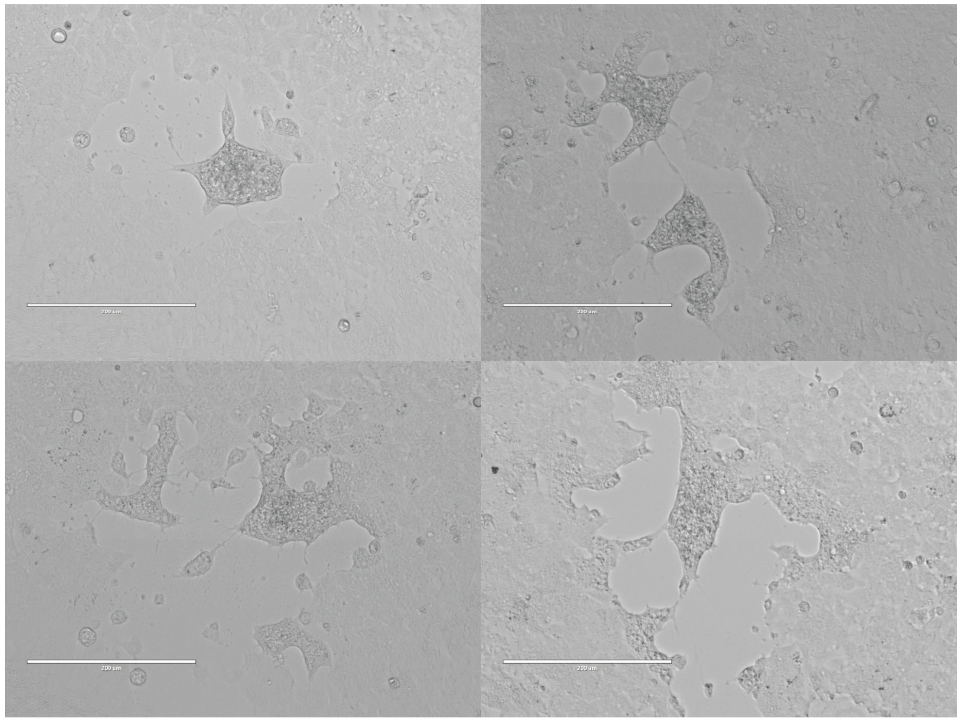 Viruses 08 00065 g002
