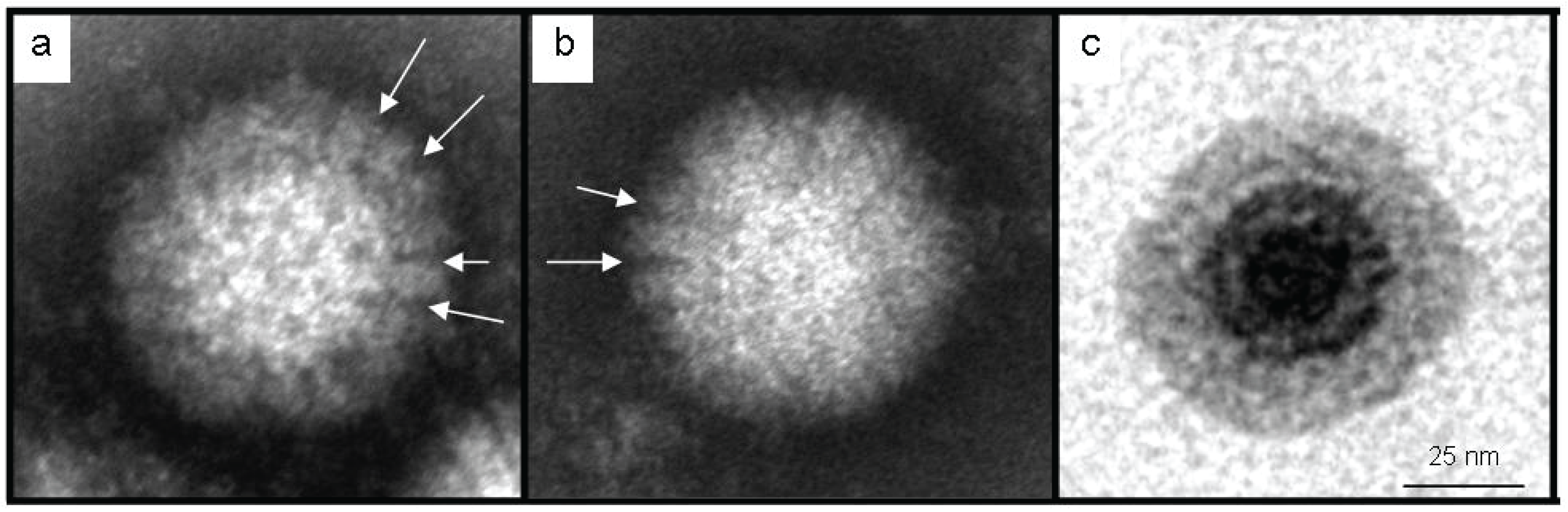 Viruses 08 00065 g005