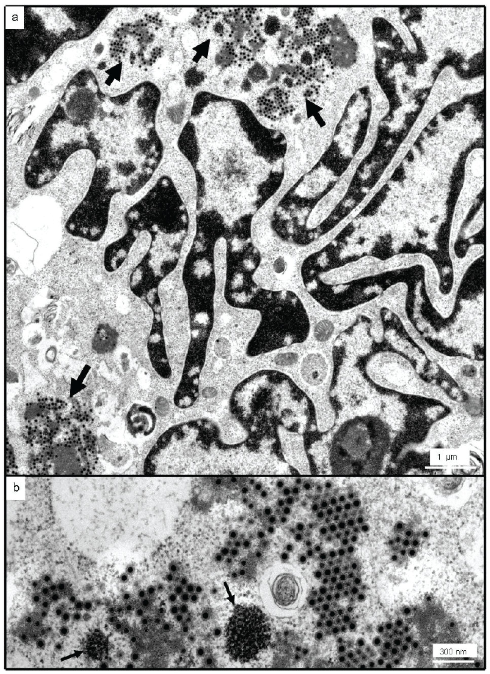 Viruses 08 00065 g006