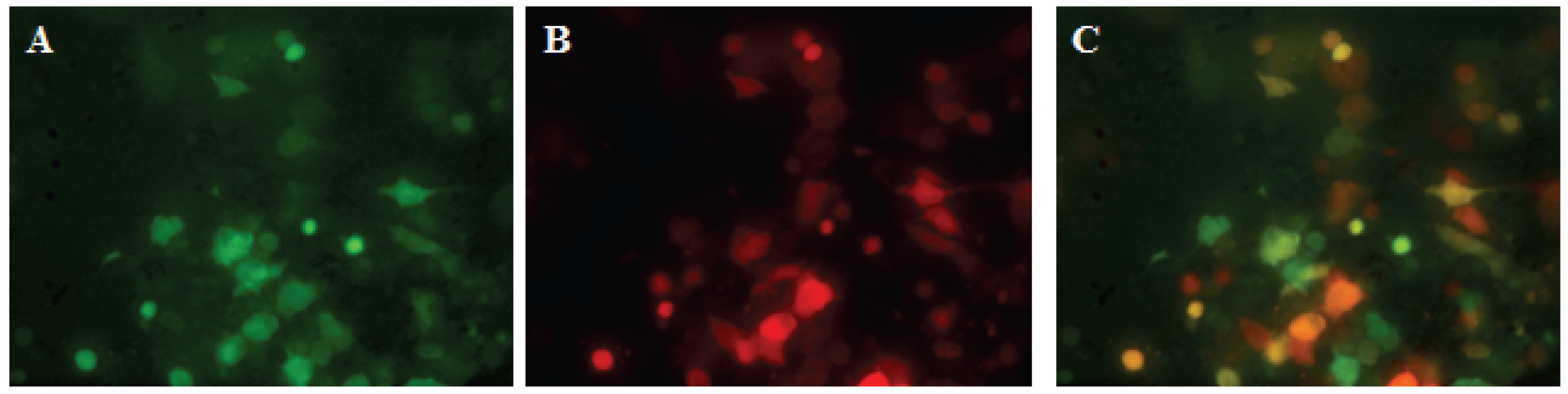 Viruses 08 00069 g001 1024