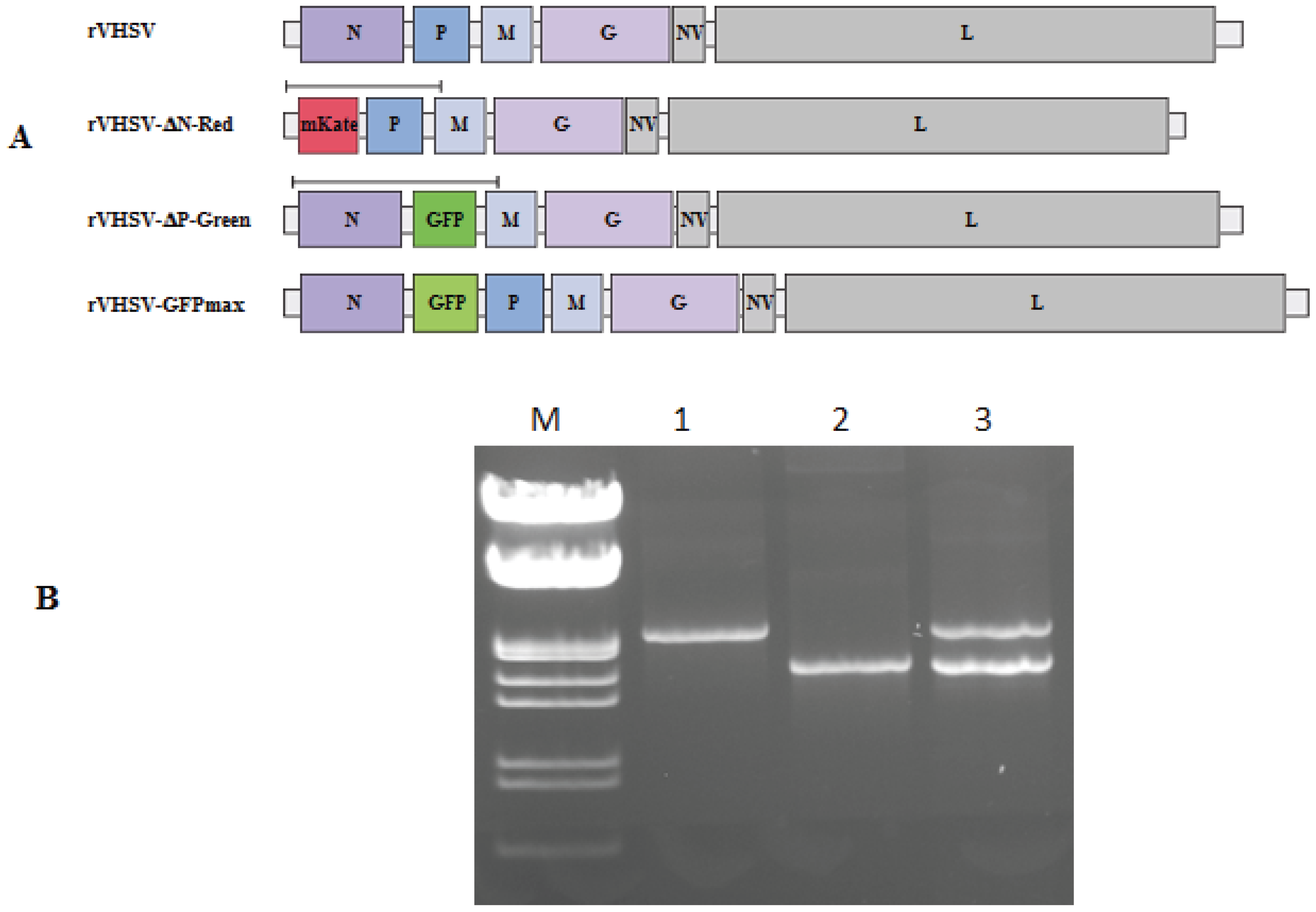 Viruses 08 00069 g002 1024