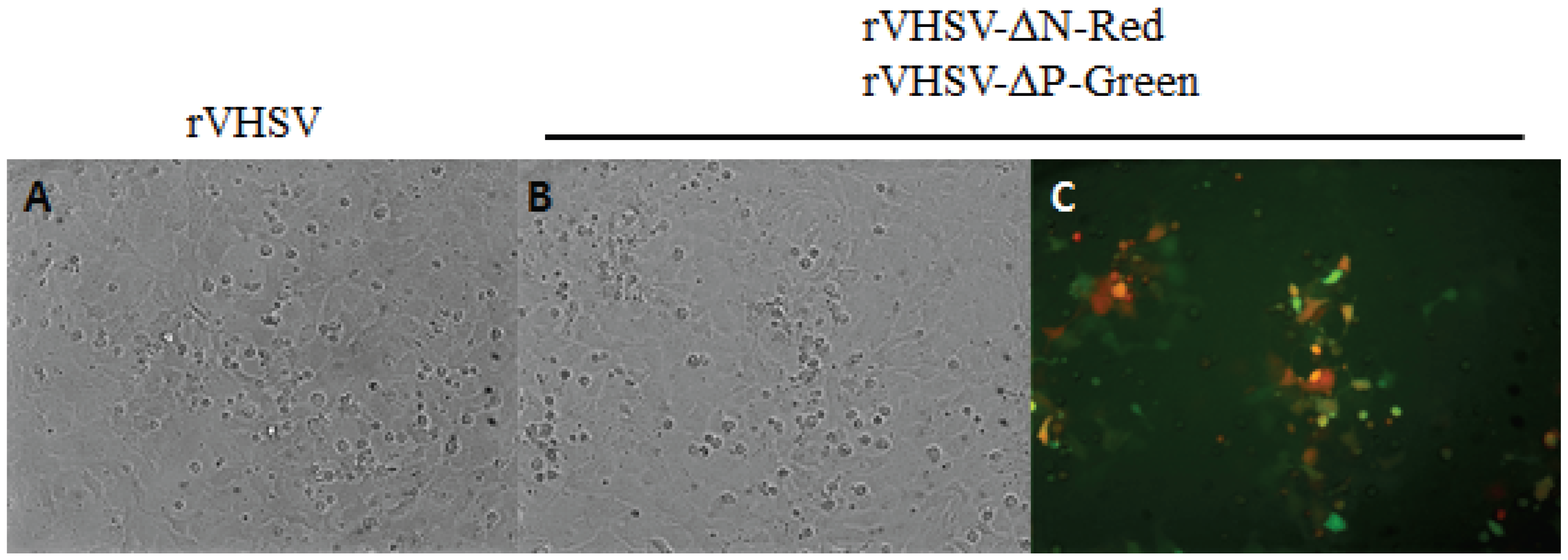 Viruses 08 00069 g005 1024