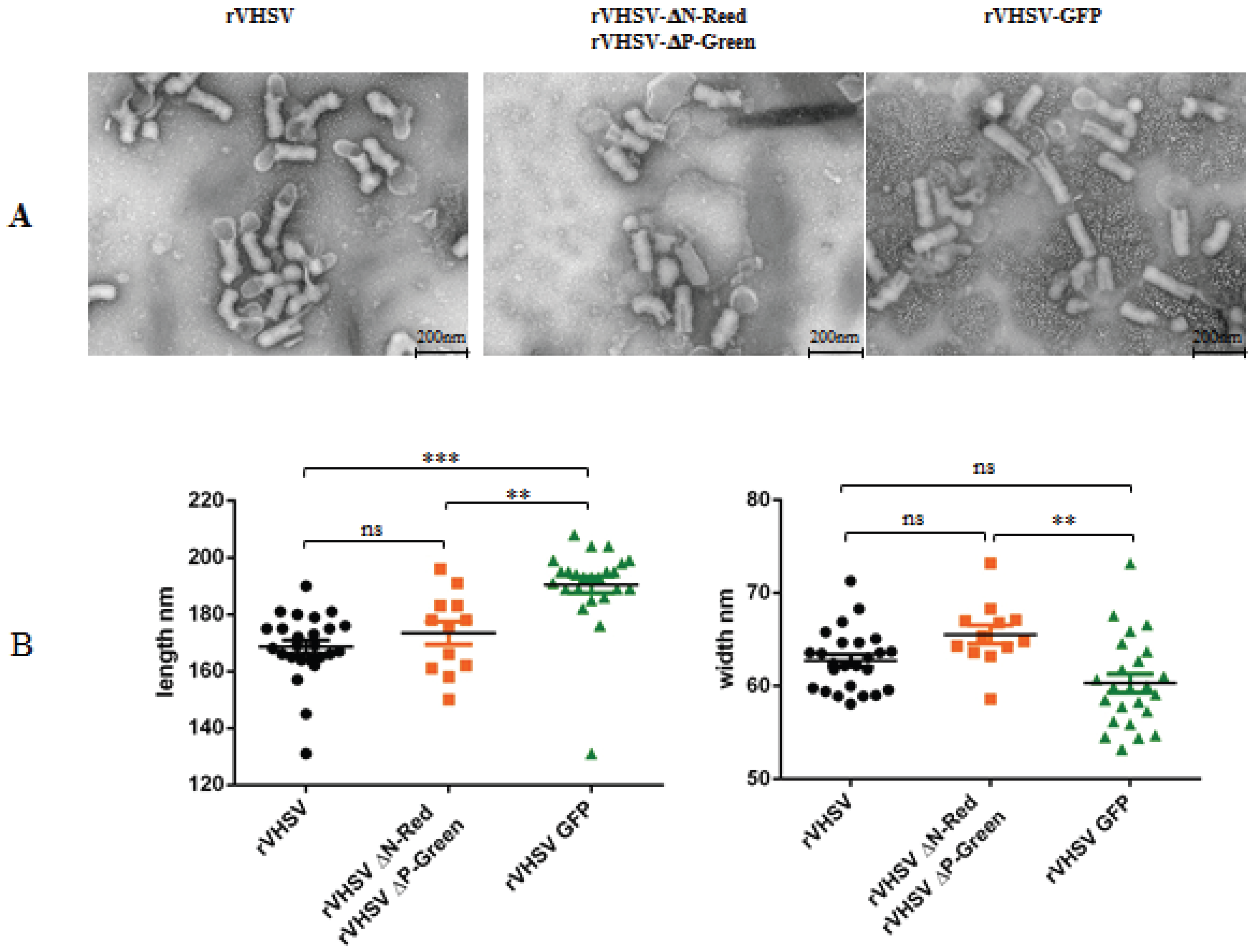 Viruses 08 00069 g006 1024