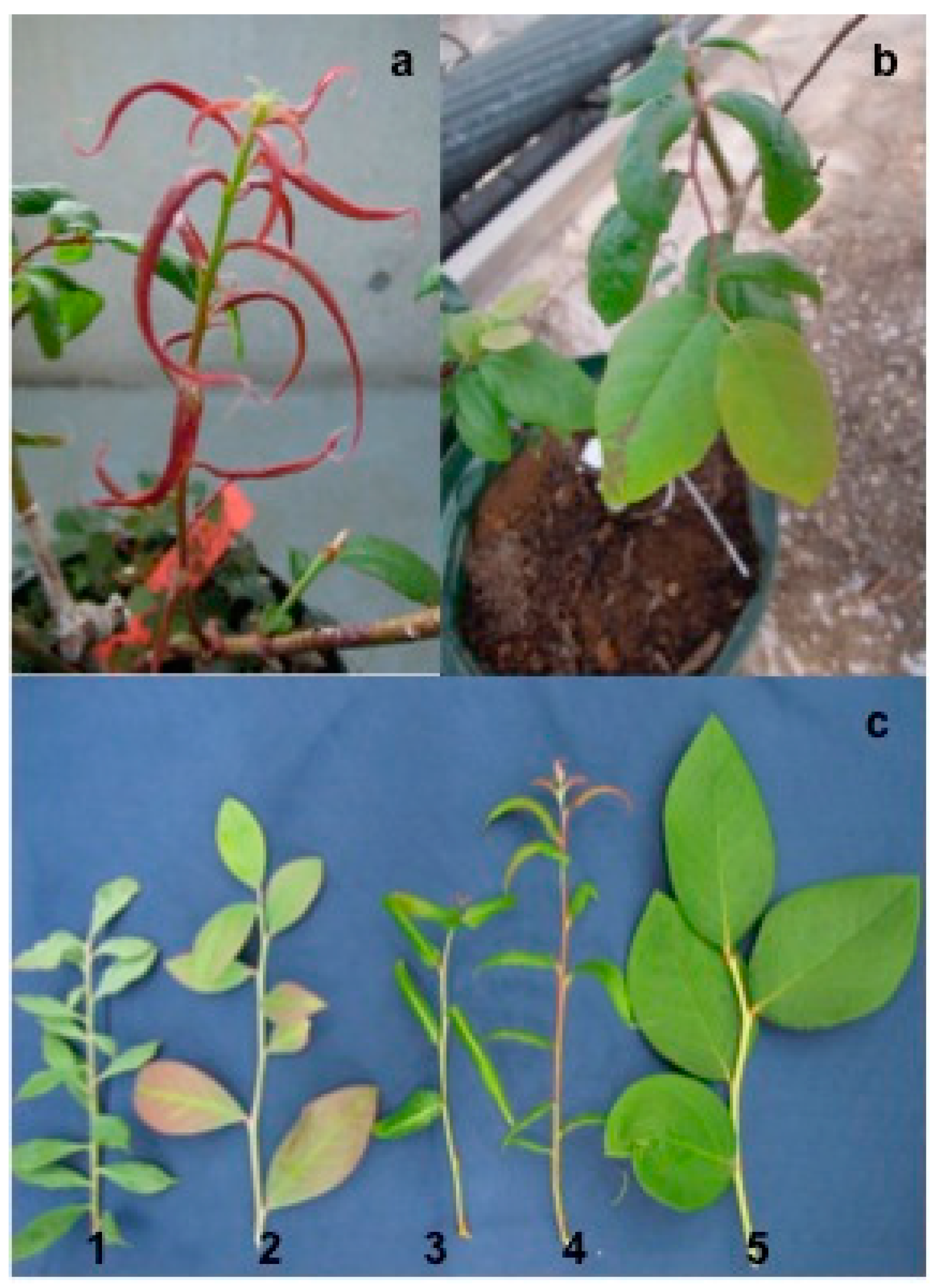 Viruses 08 00070 g001 1024