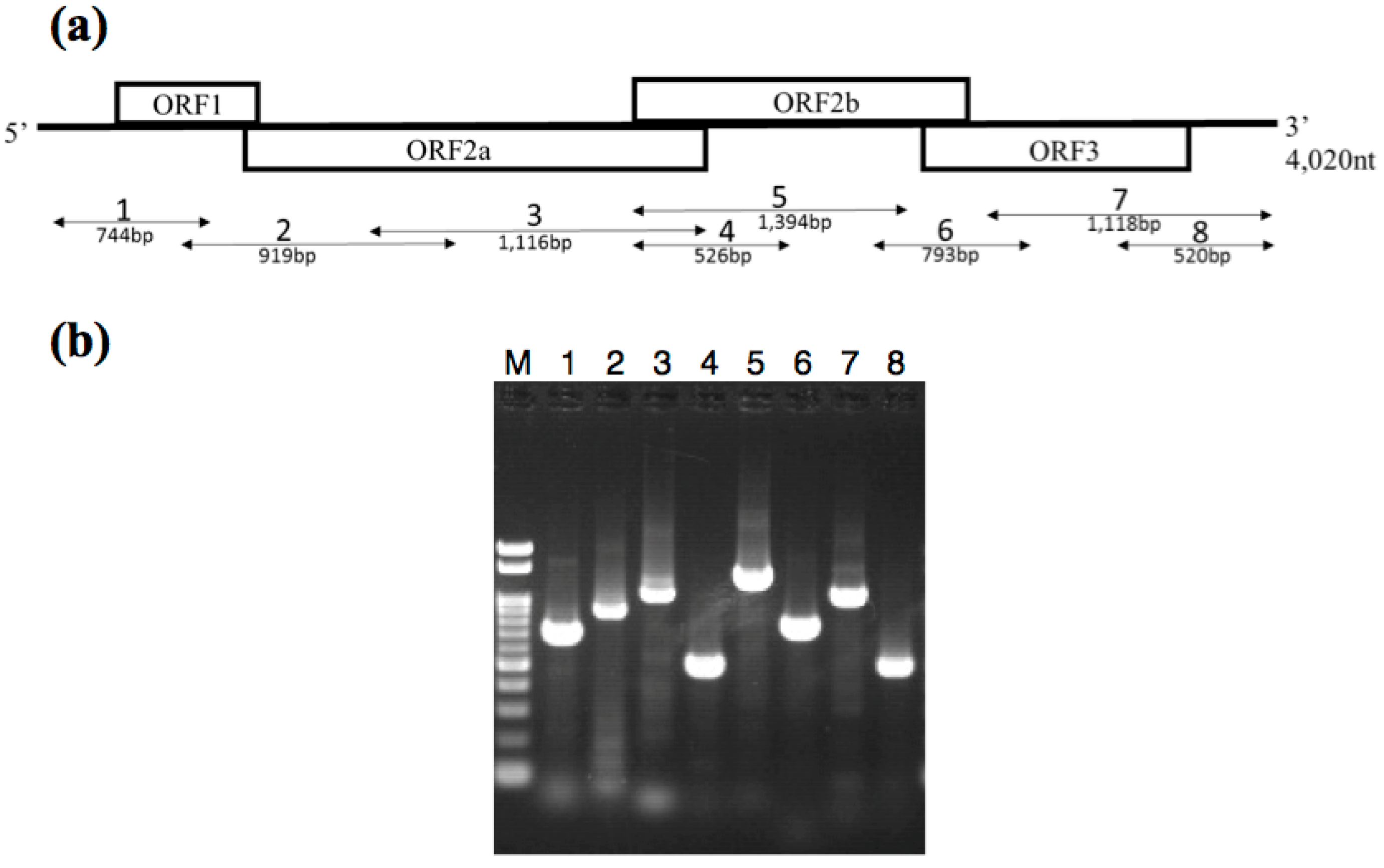 Viruses 08 00070 g003 1024