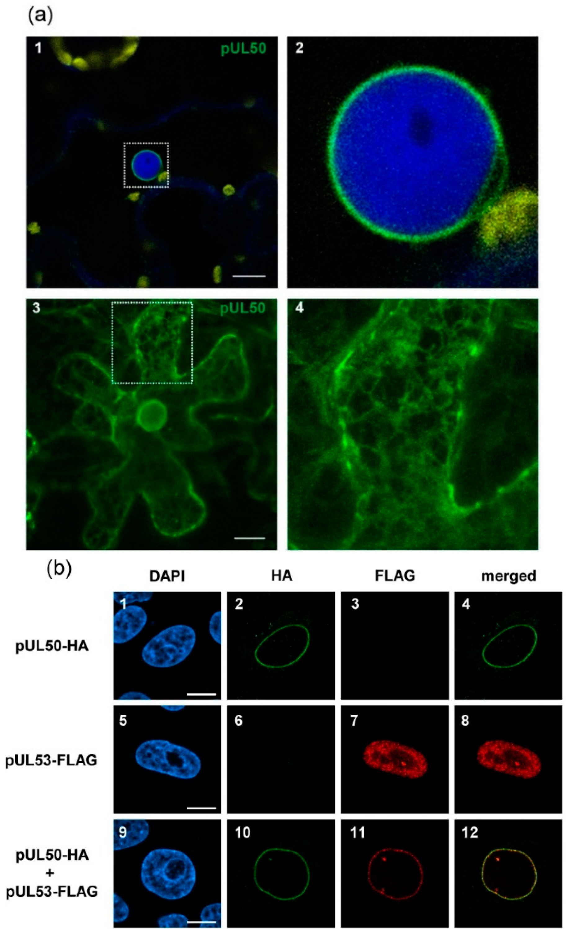 Viruses 08 00073 g001