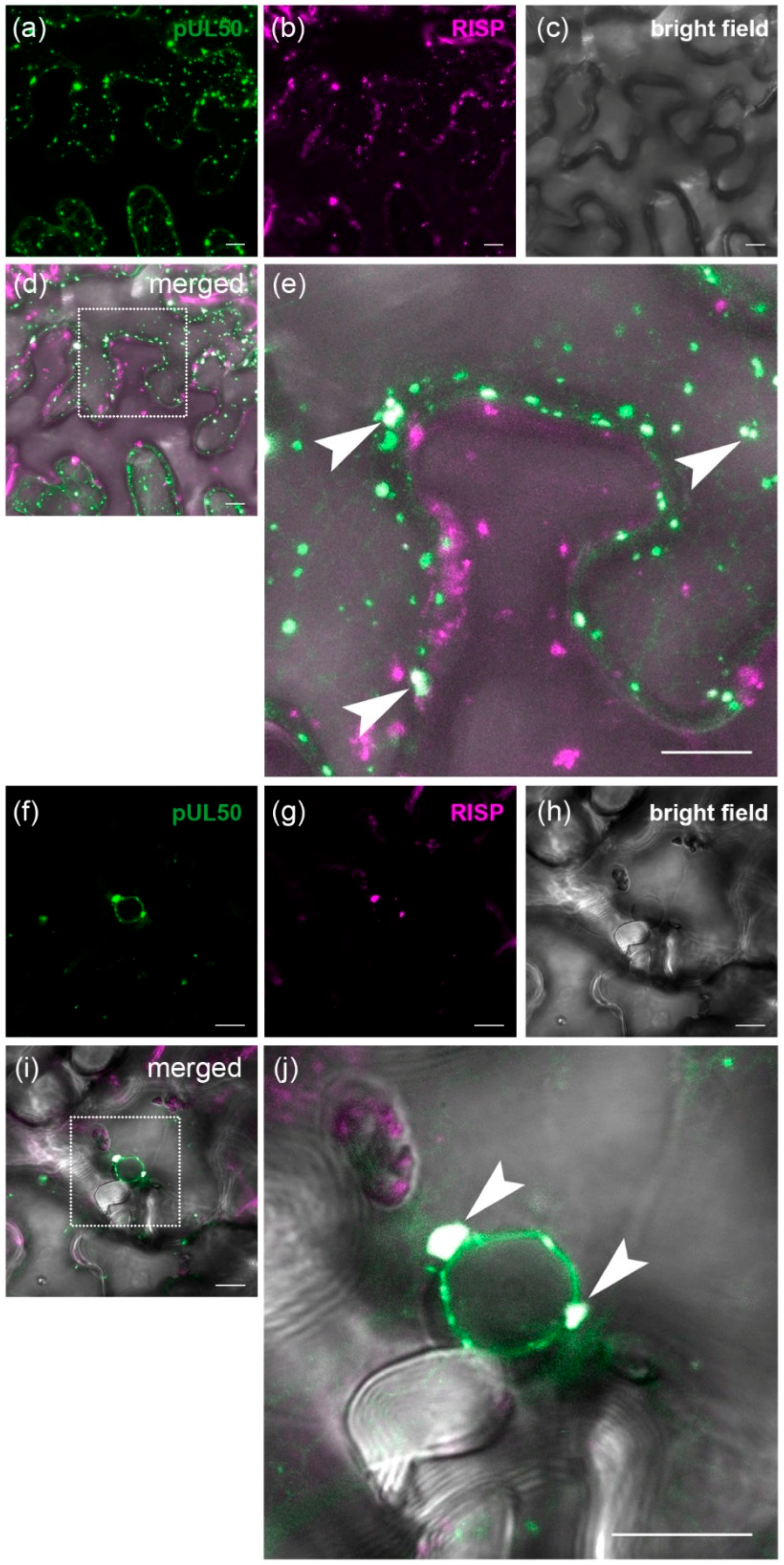 Viruses 08 00073 g005