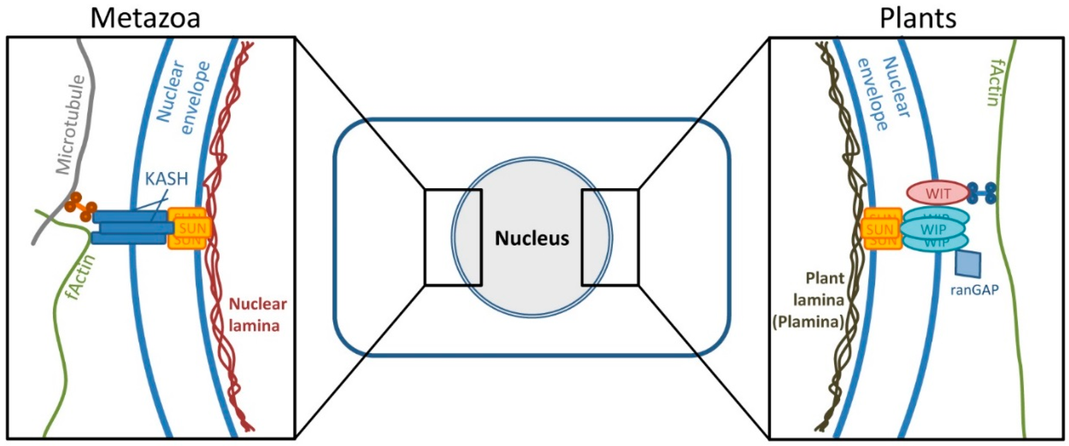 Viruses 08 00073 g006