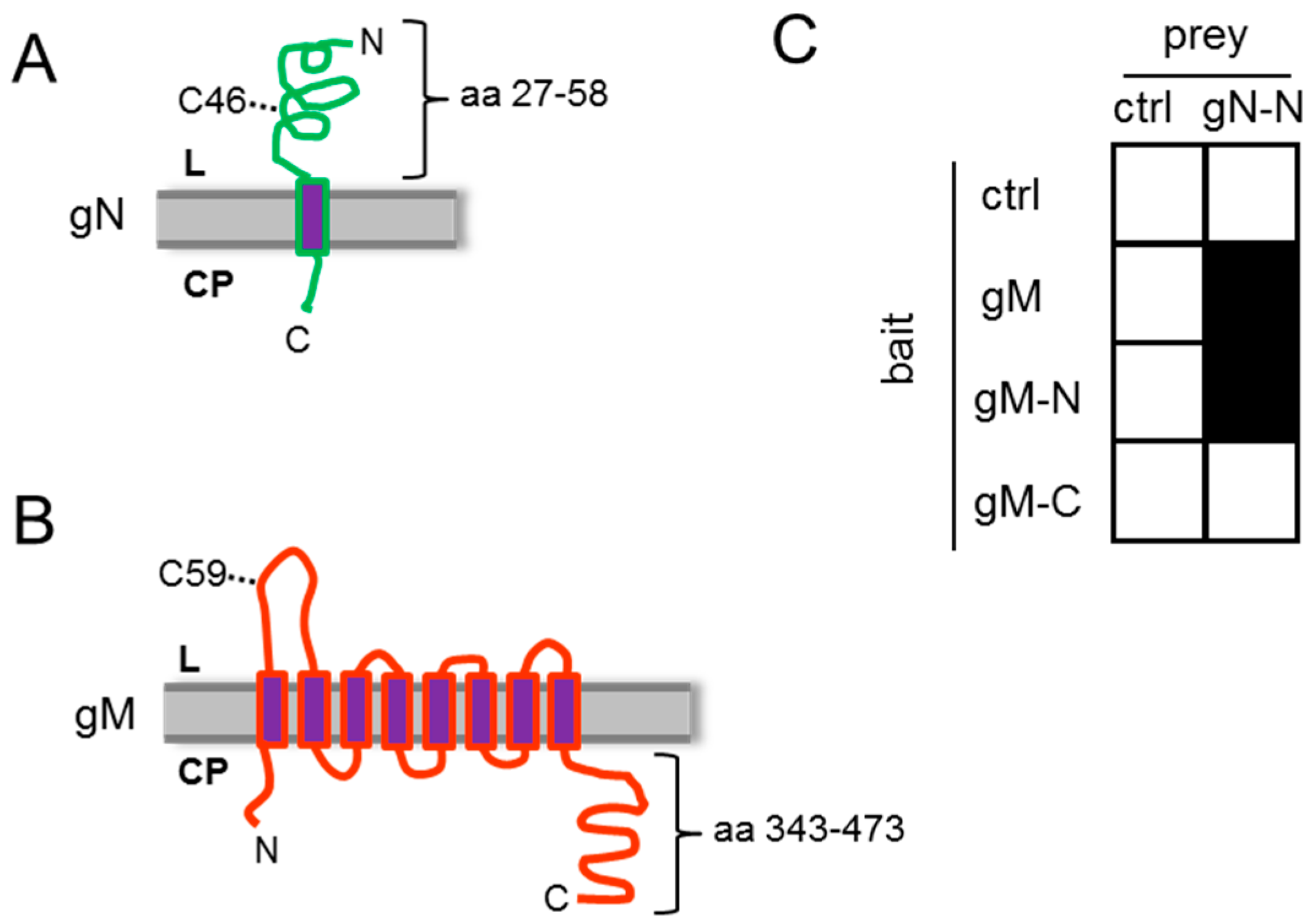 Viruses Free Full Text Subcellular Trafficking And Functional Relationship Of The Hsv 1 Glycoproteins N And M