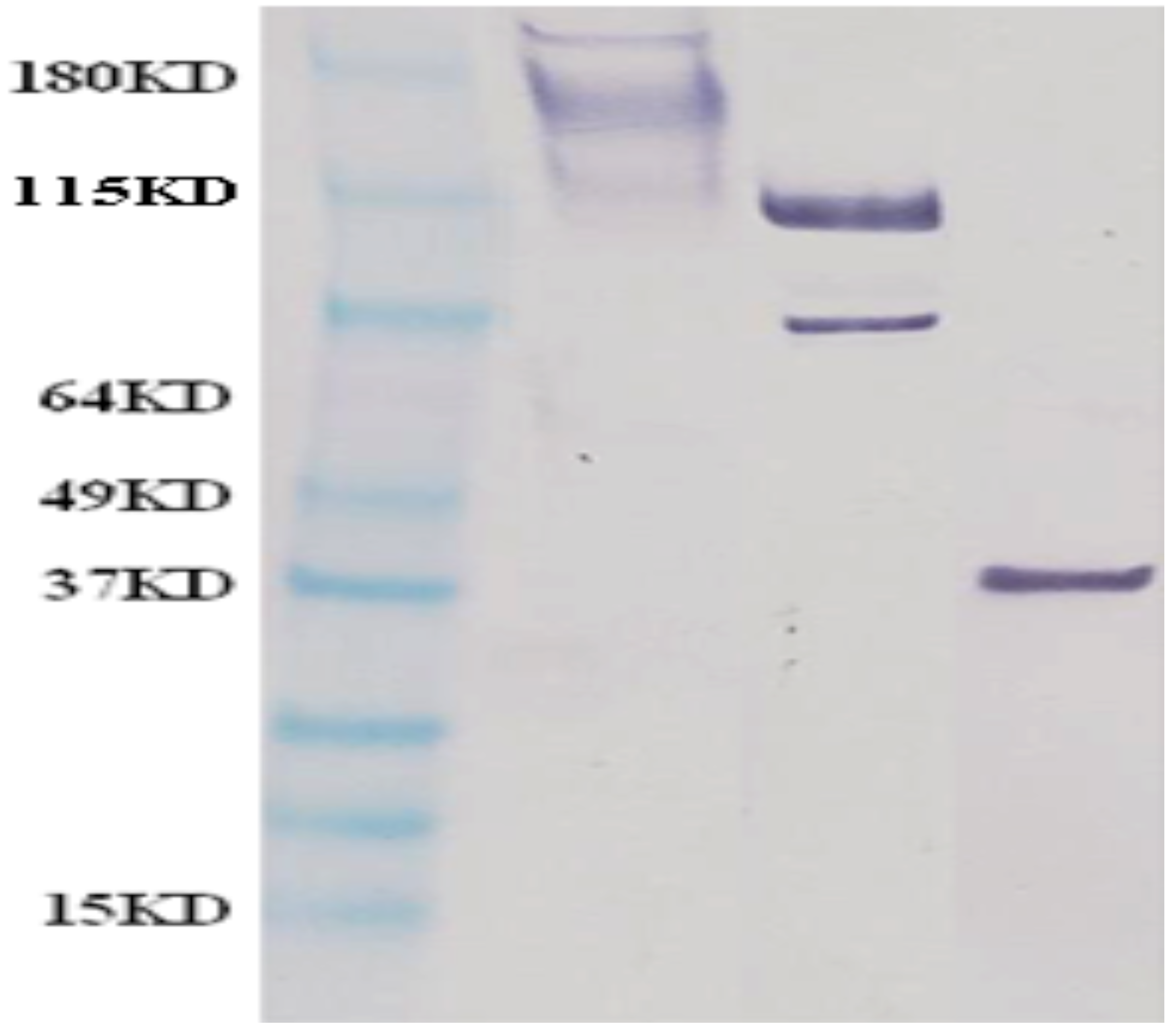 Viruses 08 00094 g001
