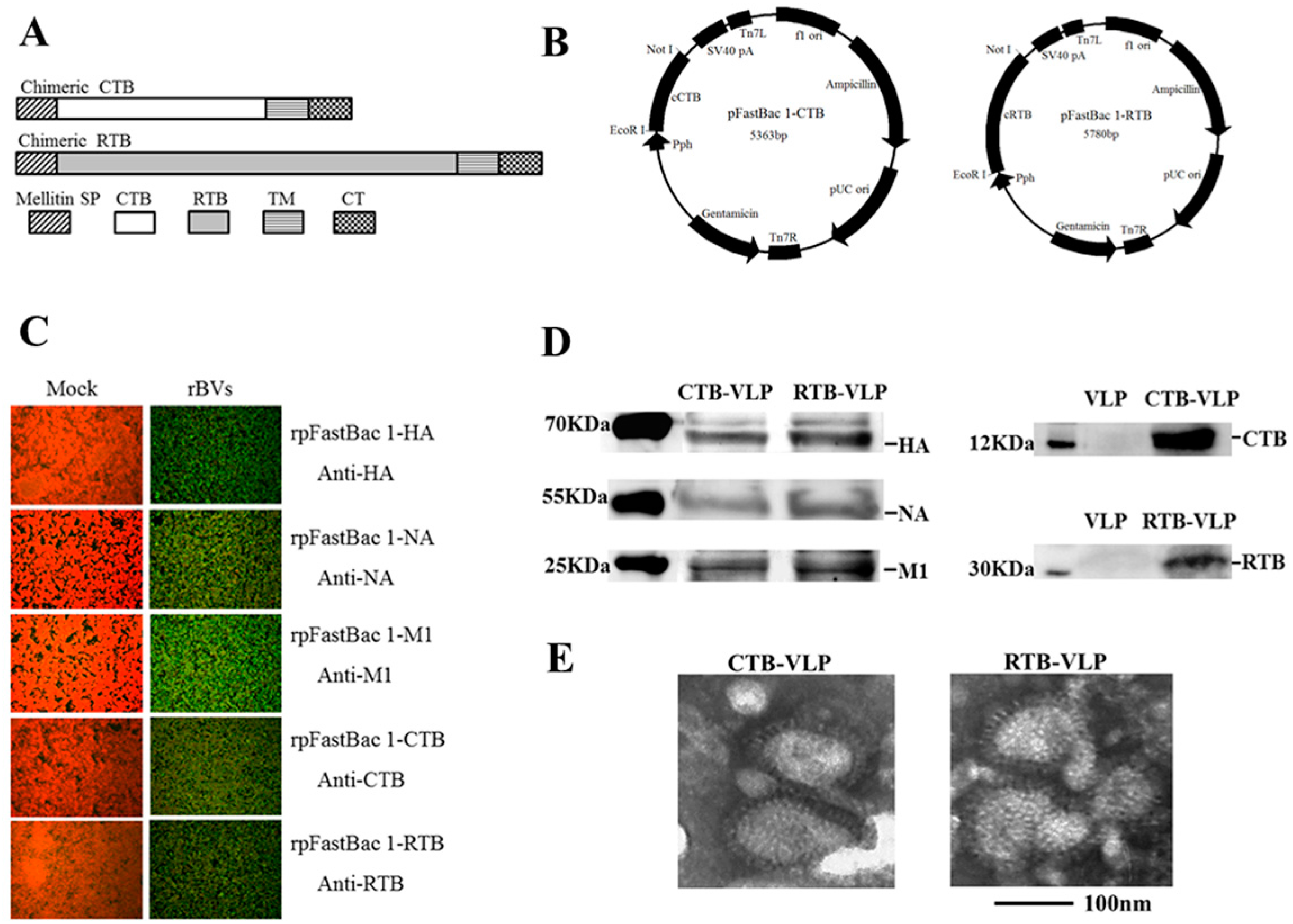 Viruses 08 00115 g001