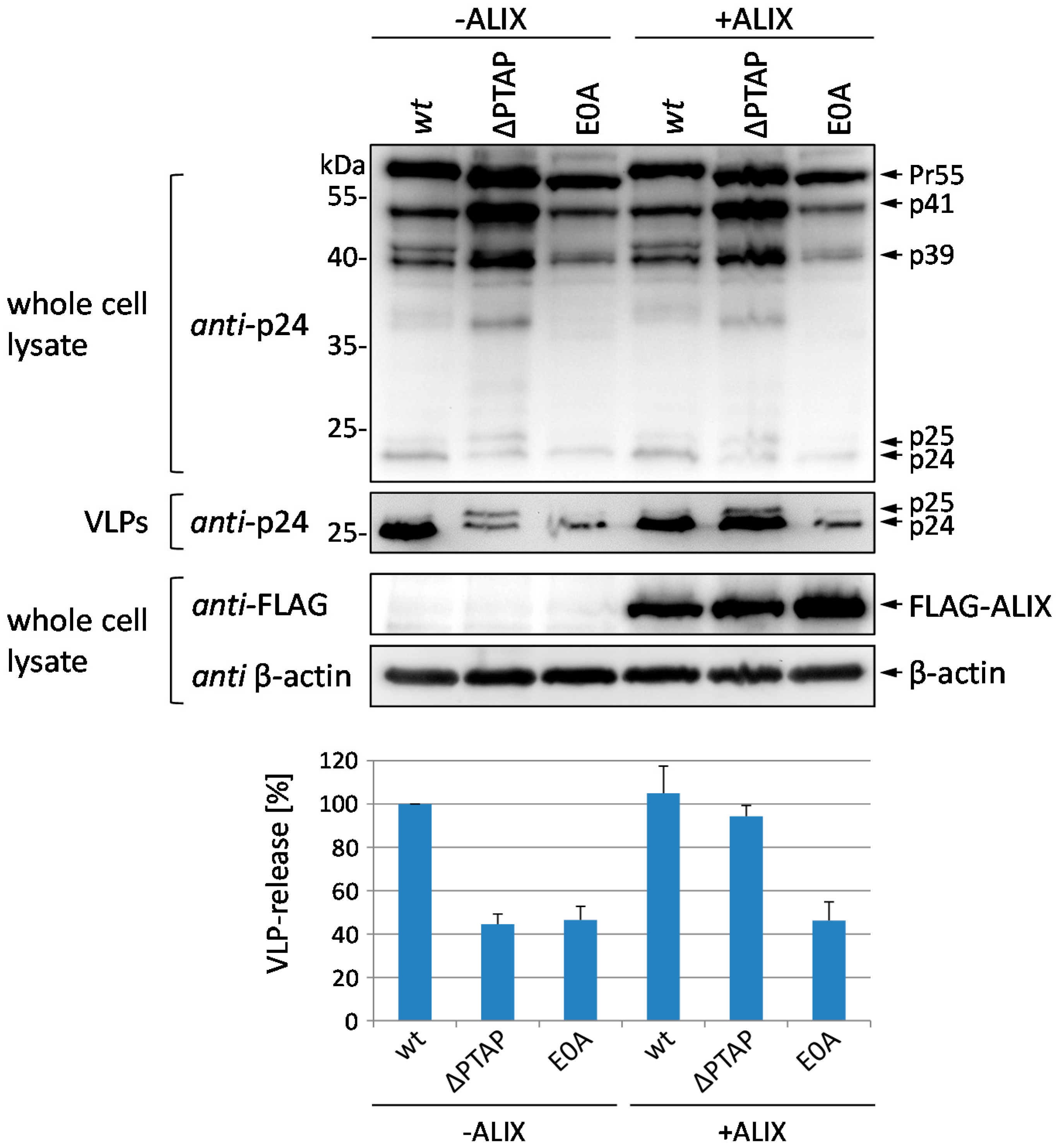 Viruses 08 00117 g005