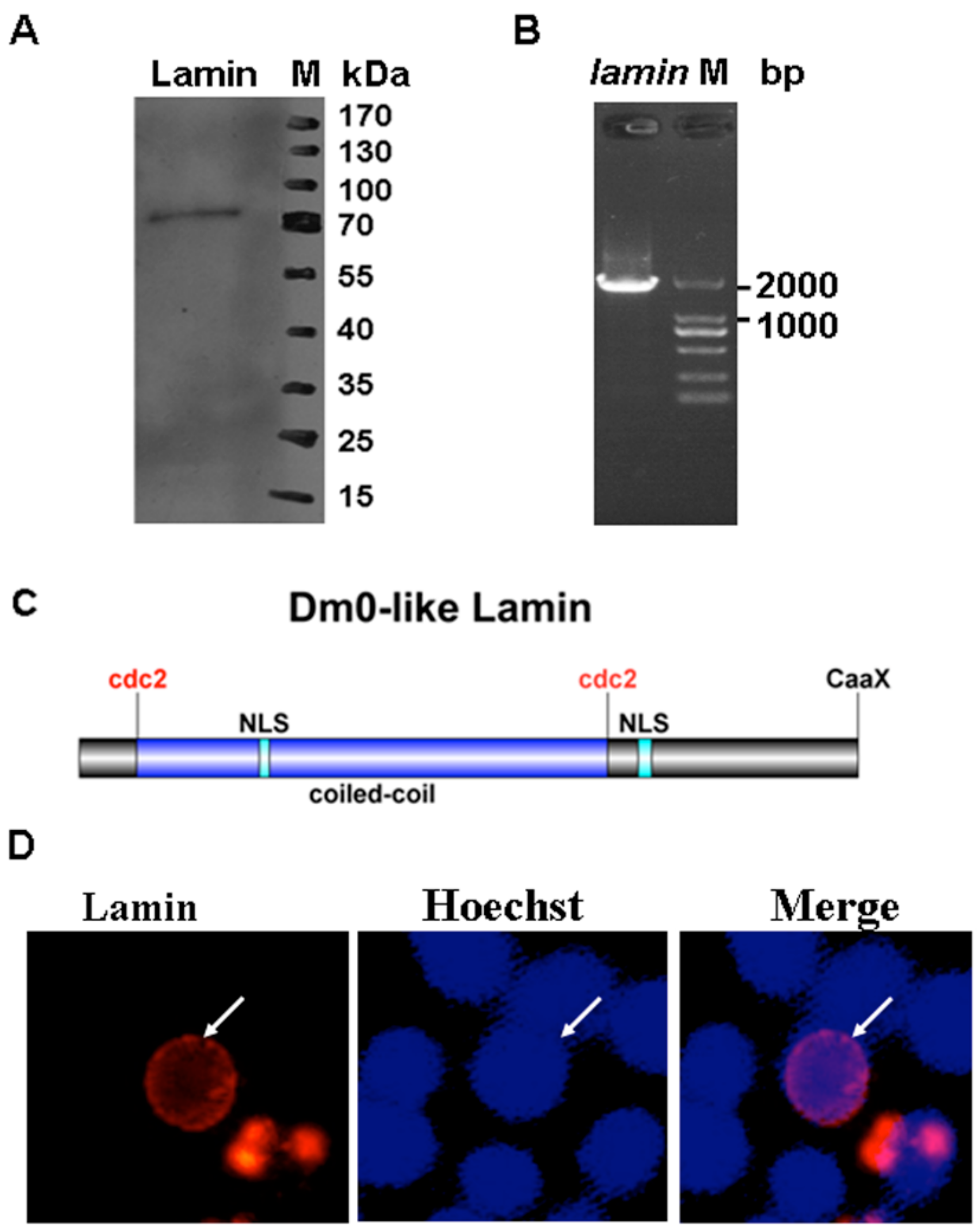 Viruses 08 00126 g001 1024
