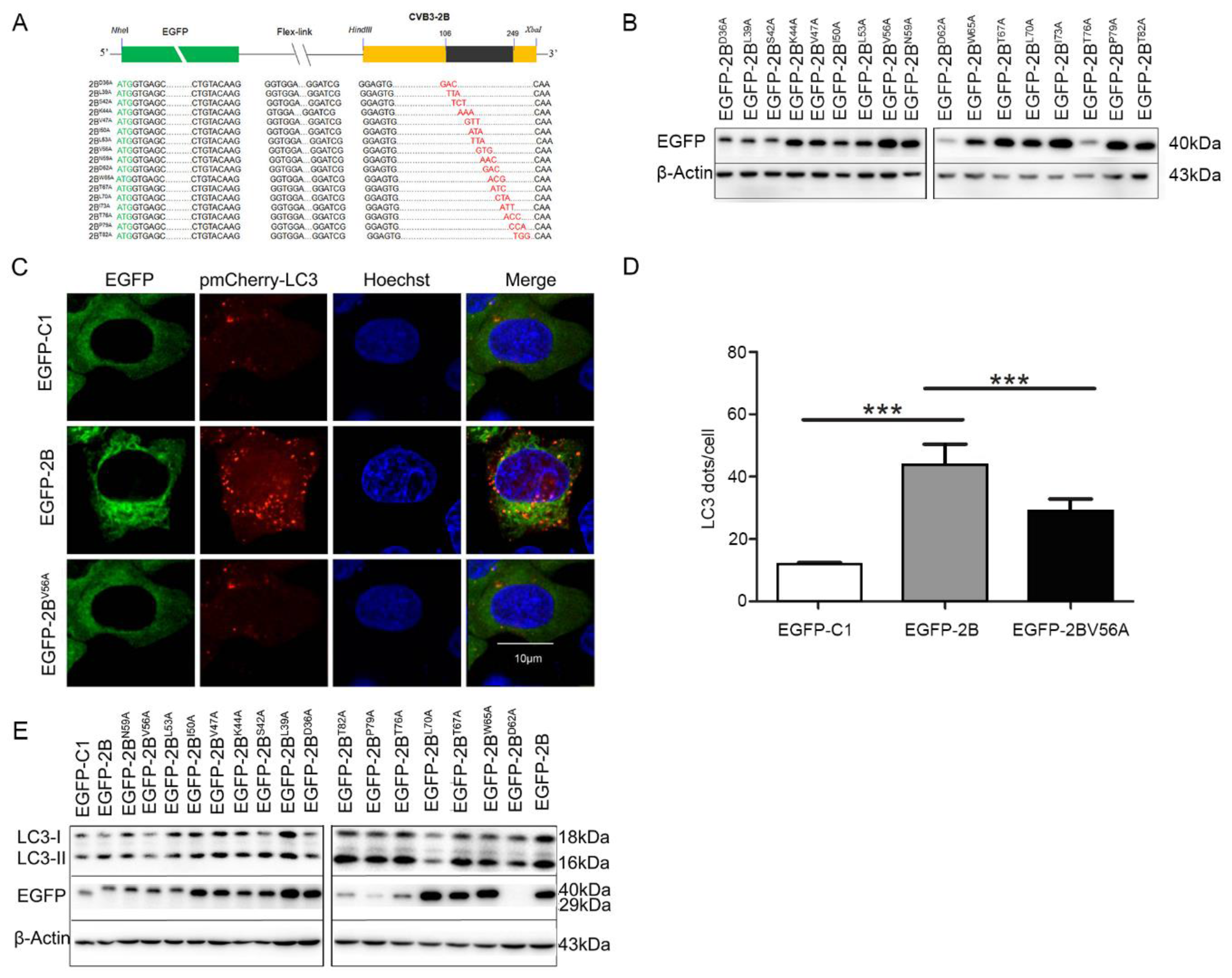 Viruses 08 00131 g004