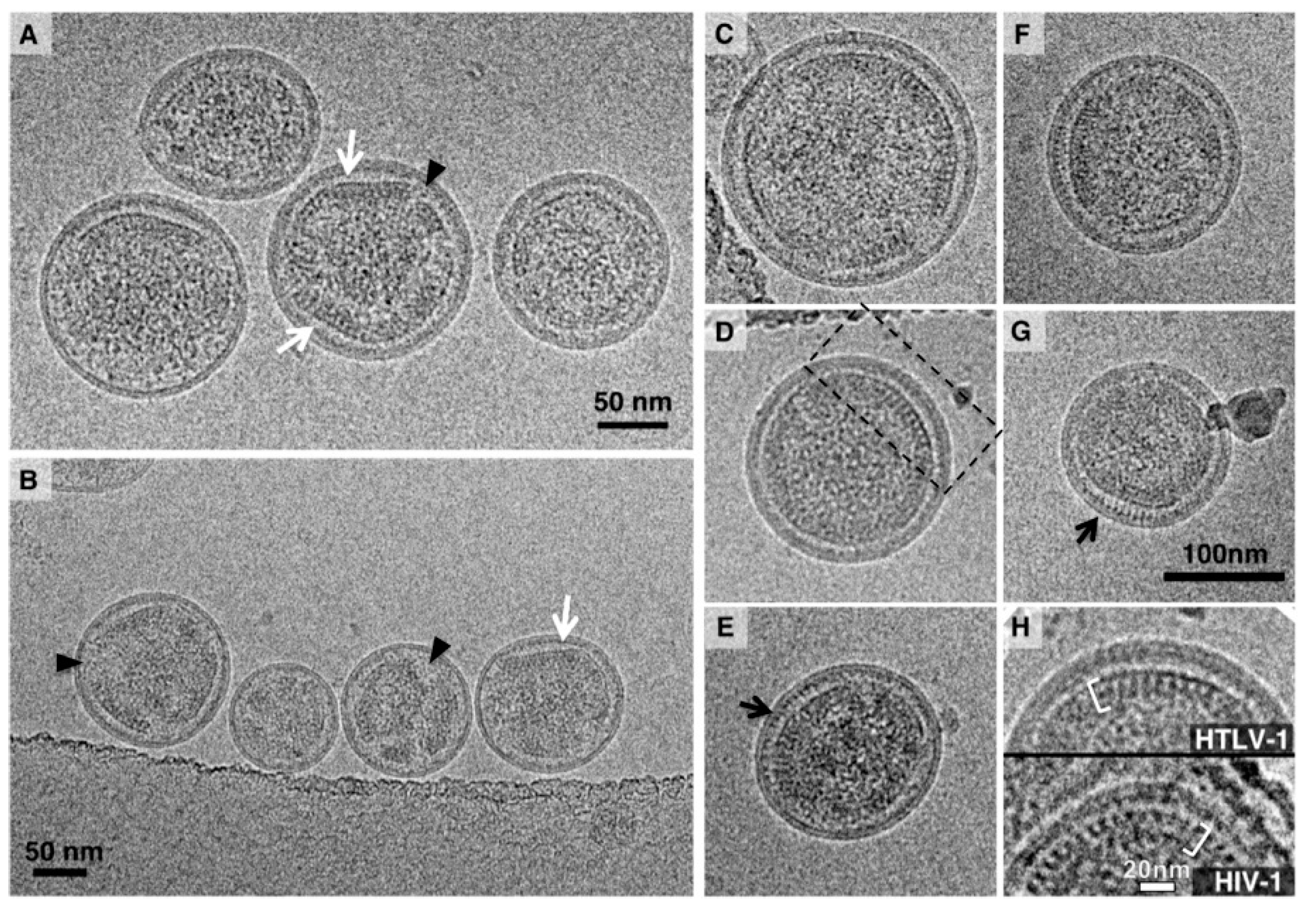 Viruses 08 00132 g002
