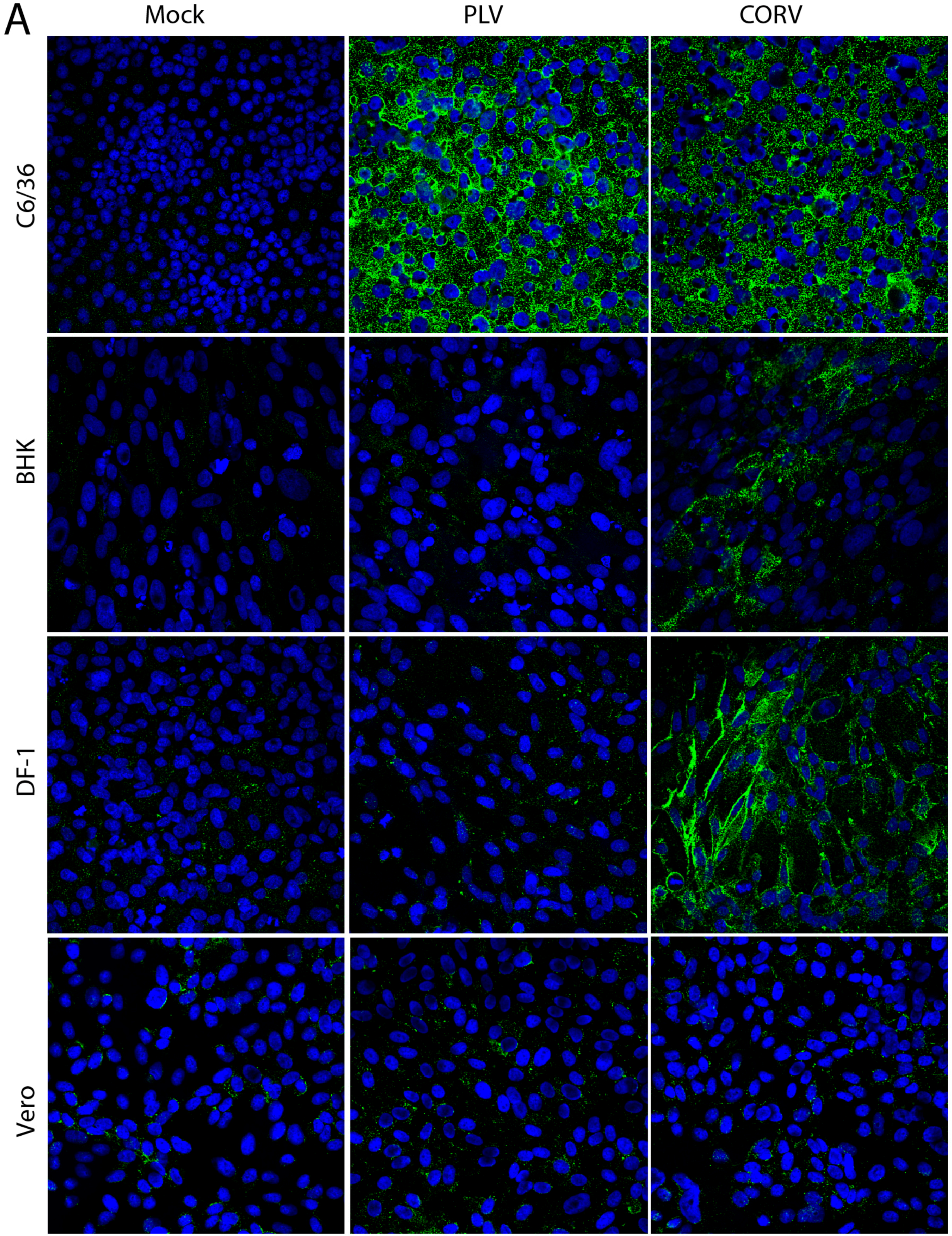 Viruses 08 00141 g003a