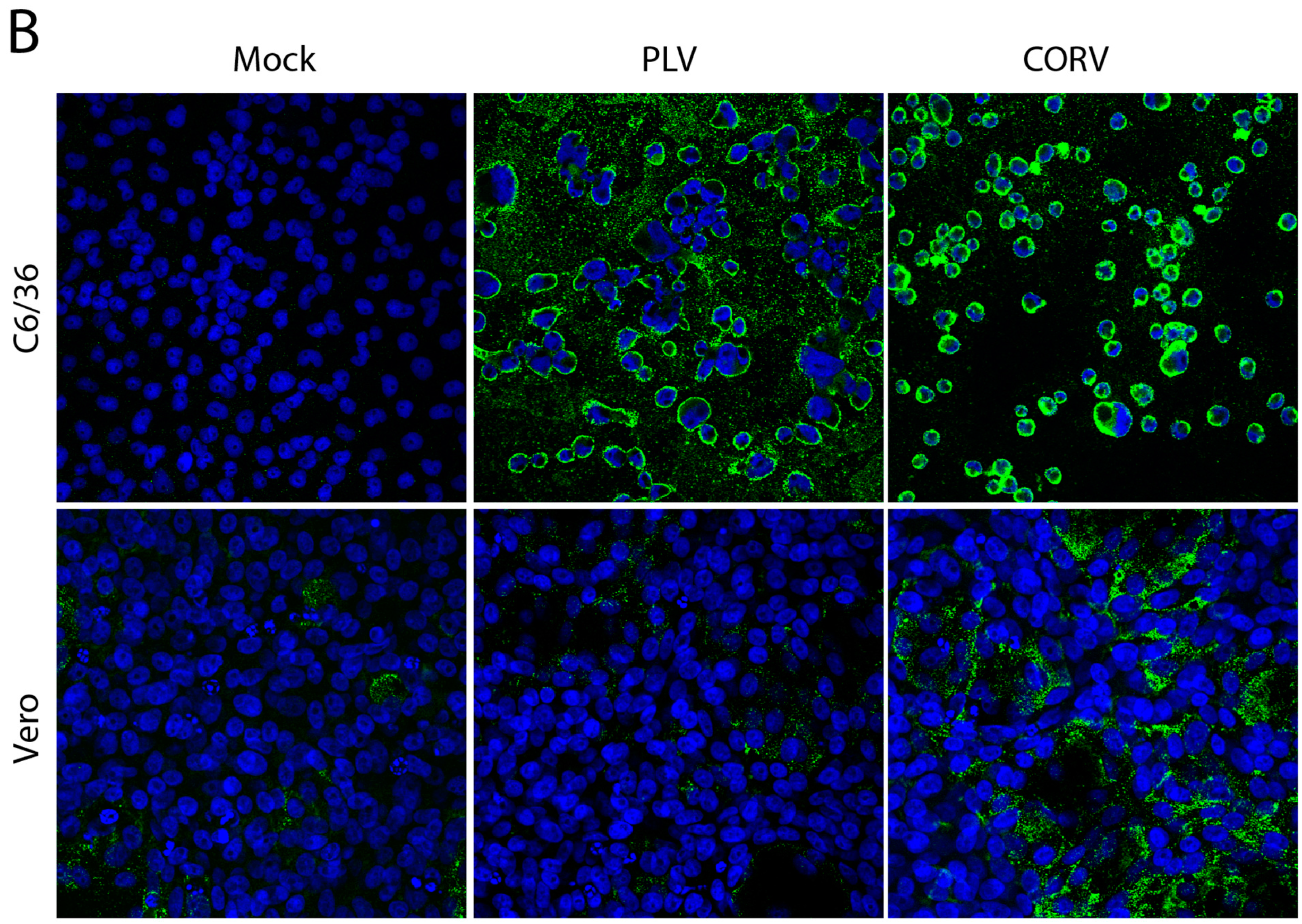 Viruses 08 00141 g003b