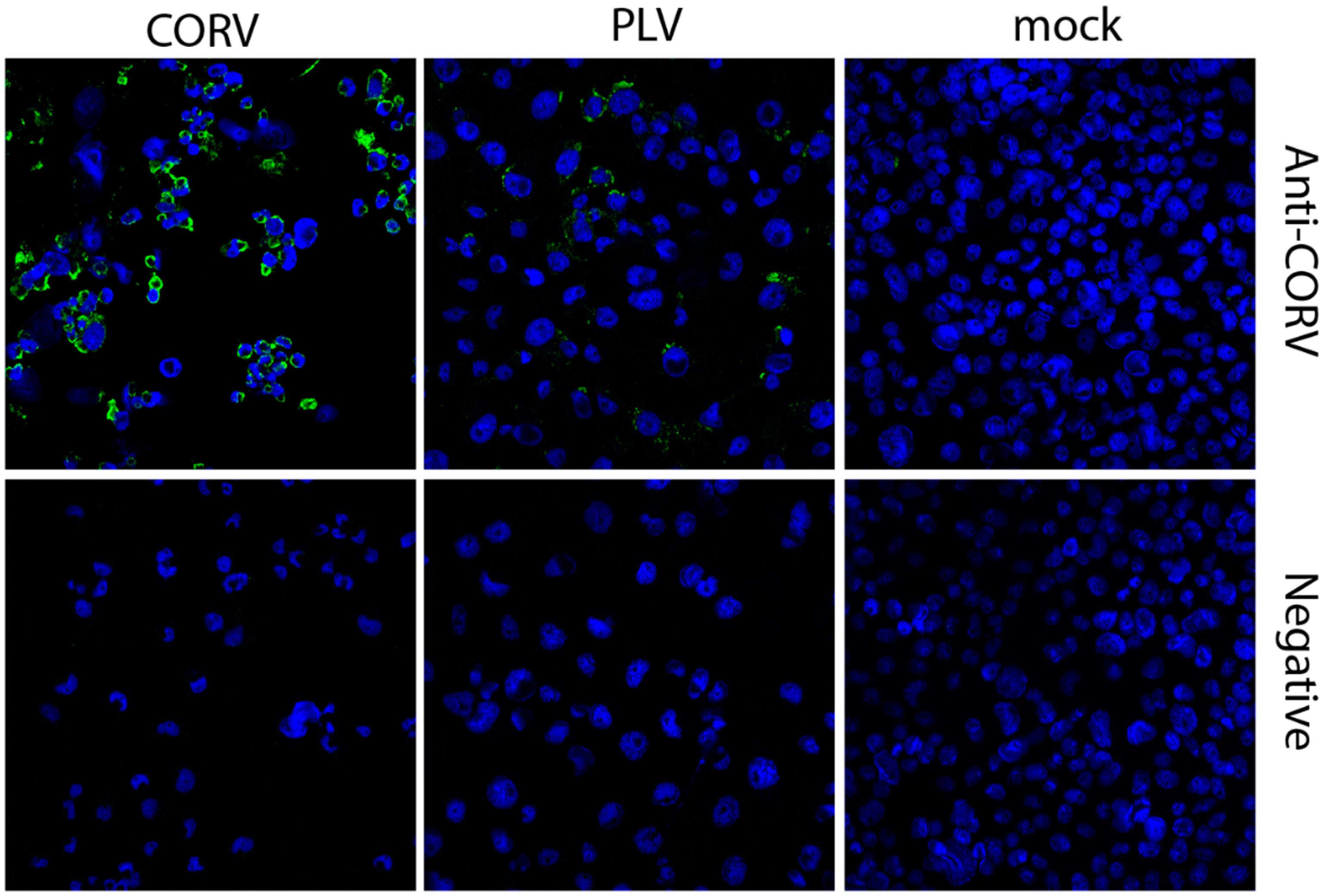 Viruses 08 00141 g004