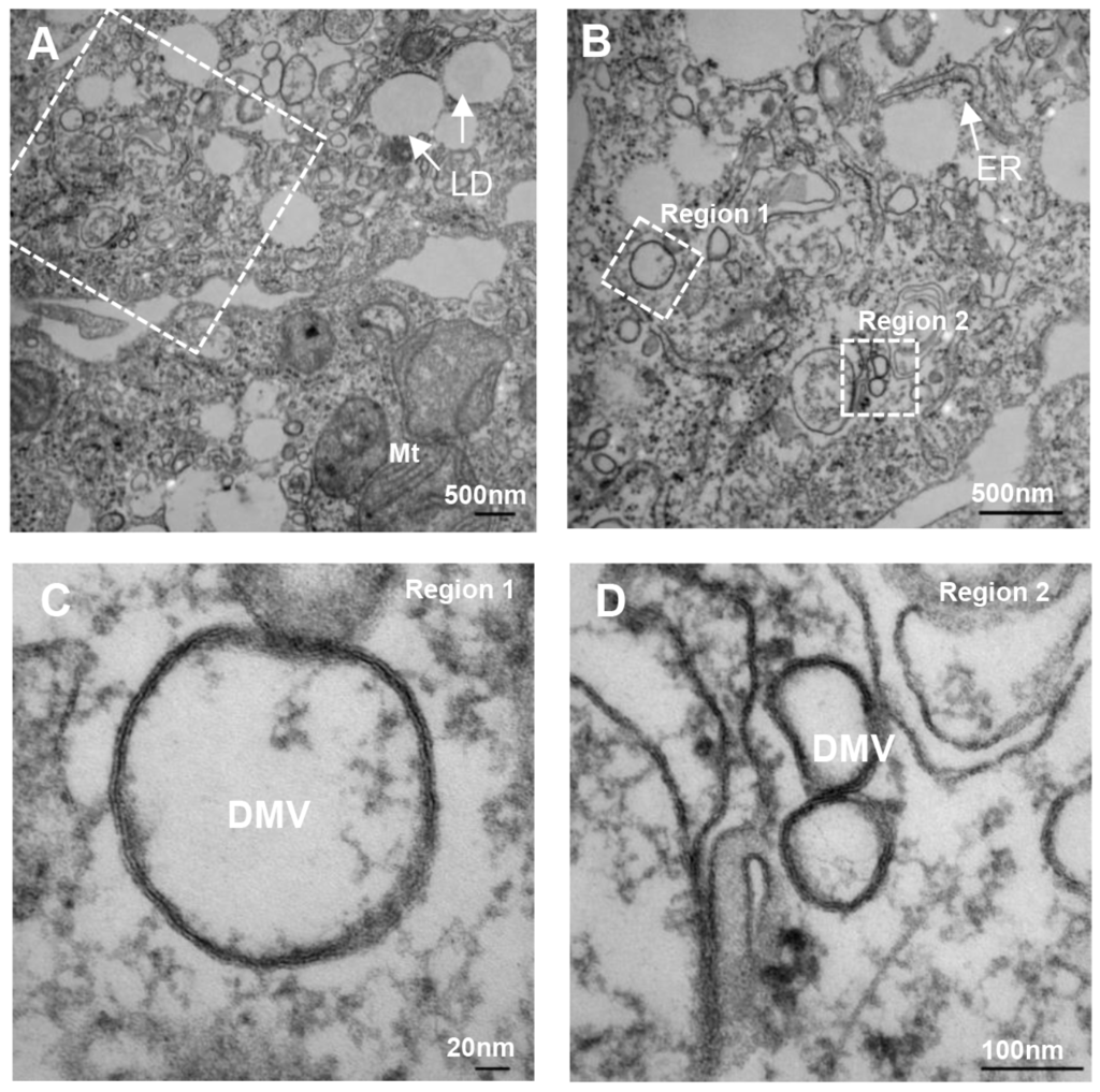 Viruses 08 00142 g001 1024