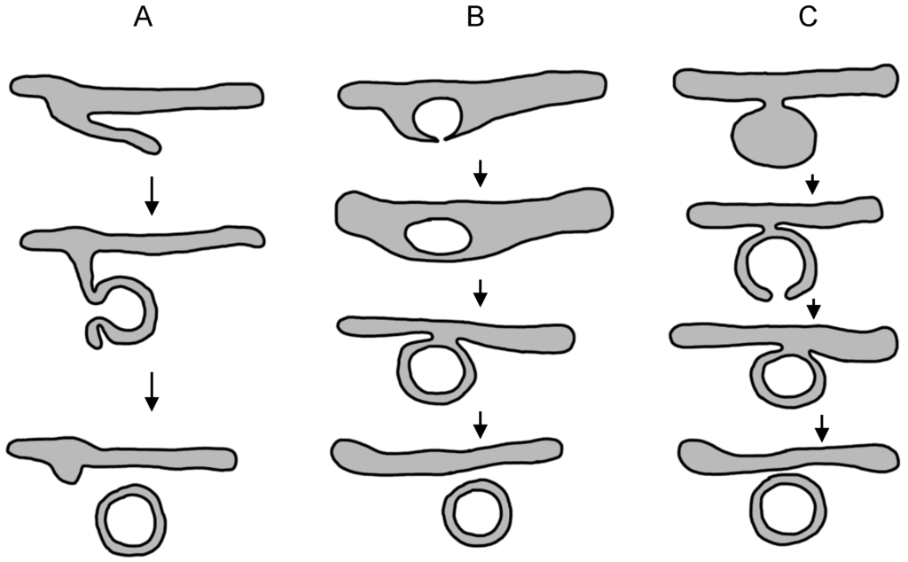 Viruses 08 00142 g002 1024