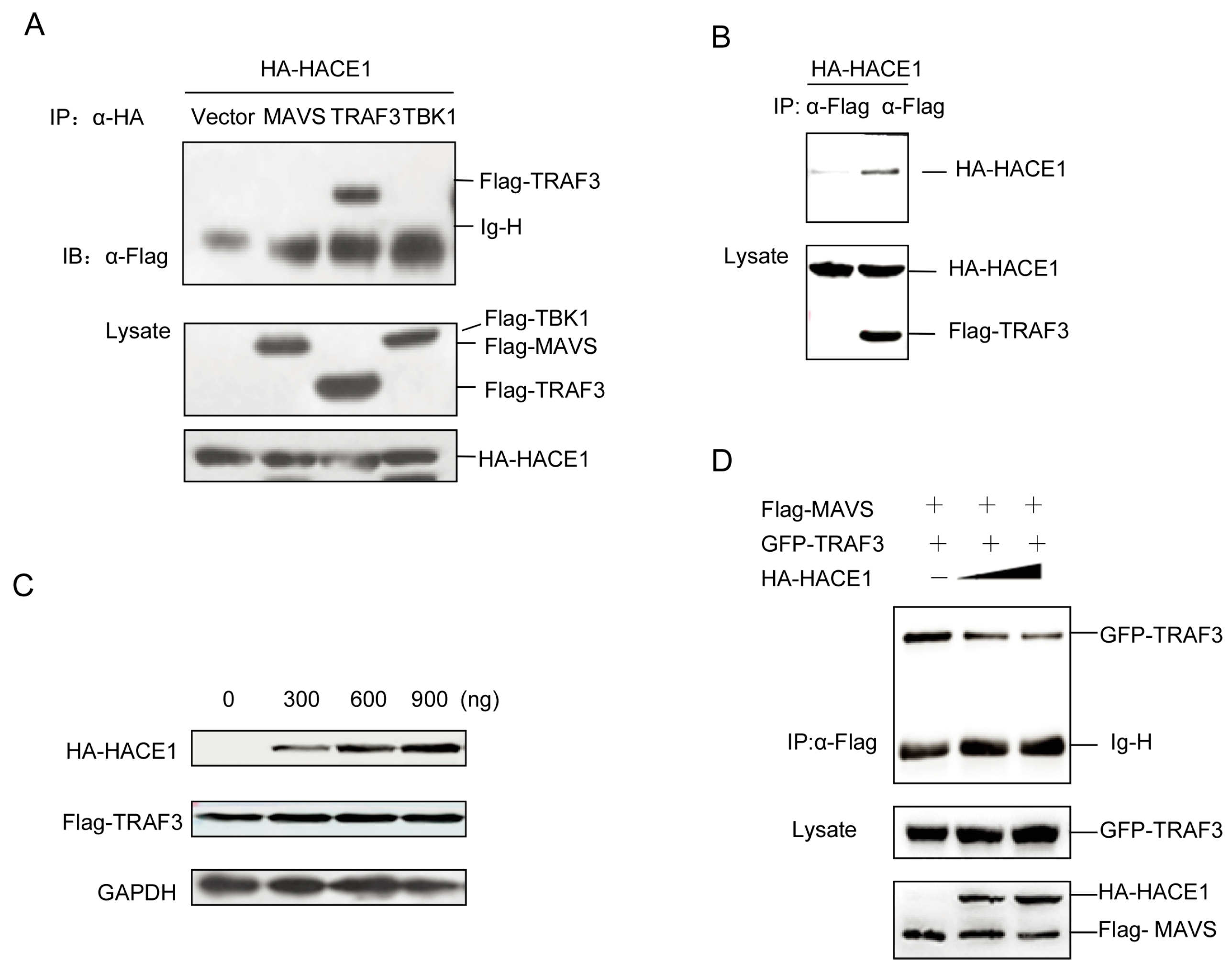 Viruses 08 00146 g005 1024