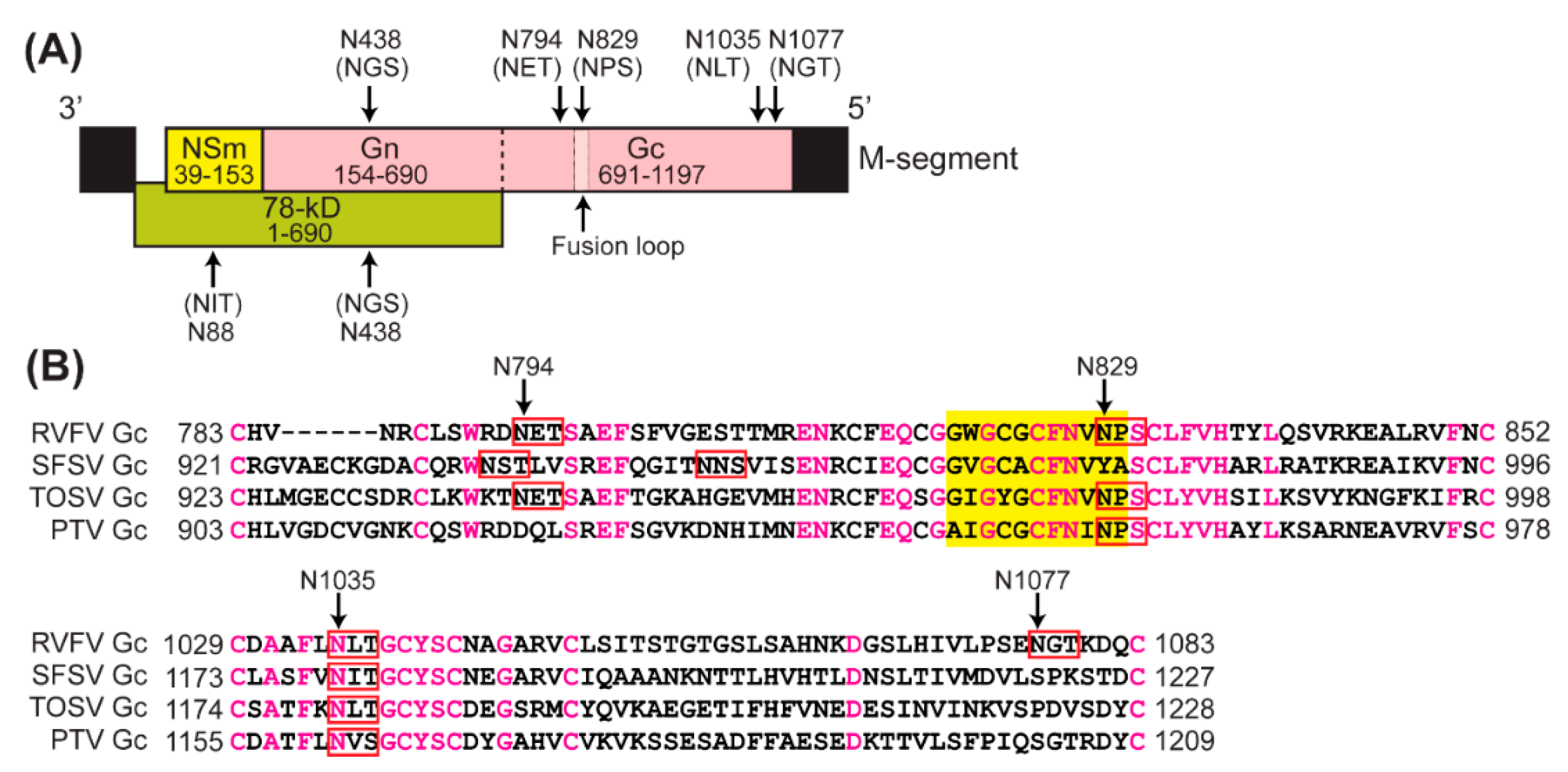 Viruses Free Full Text N Glycans On The Rift Valley Fever Virus Envelope Glycoproteins Gn And Gc Redundantly Support Viral Infection Via Dc Sign Html Viruses Free Full Text N Glycans On The Rift Valley Fever Virus Envelope Glycoproteins Gn And Gc Redundantly Support Viral Infection Via Dc Sign Html