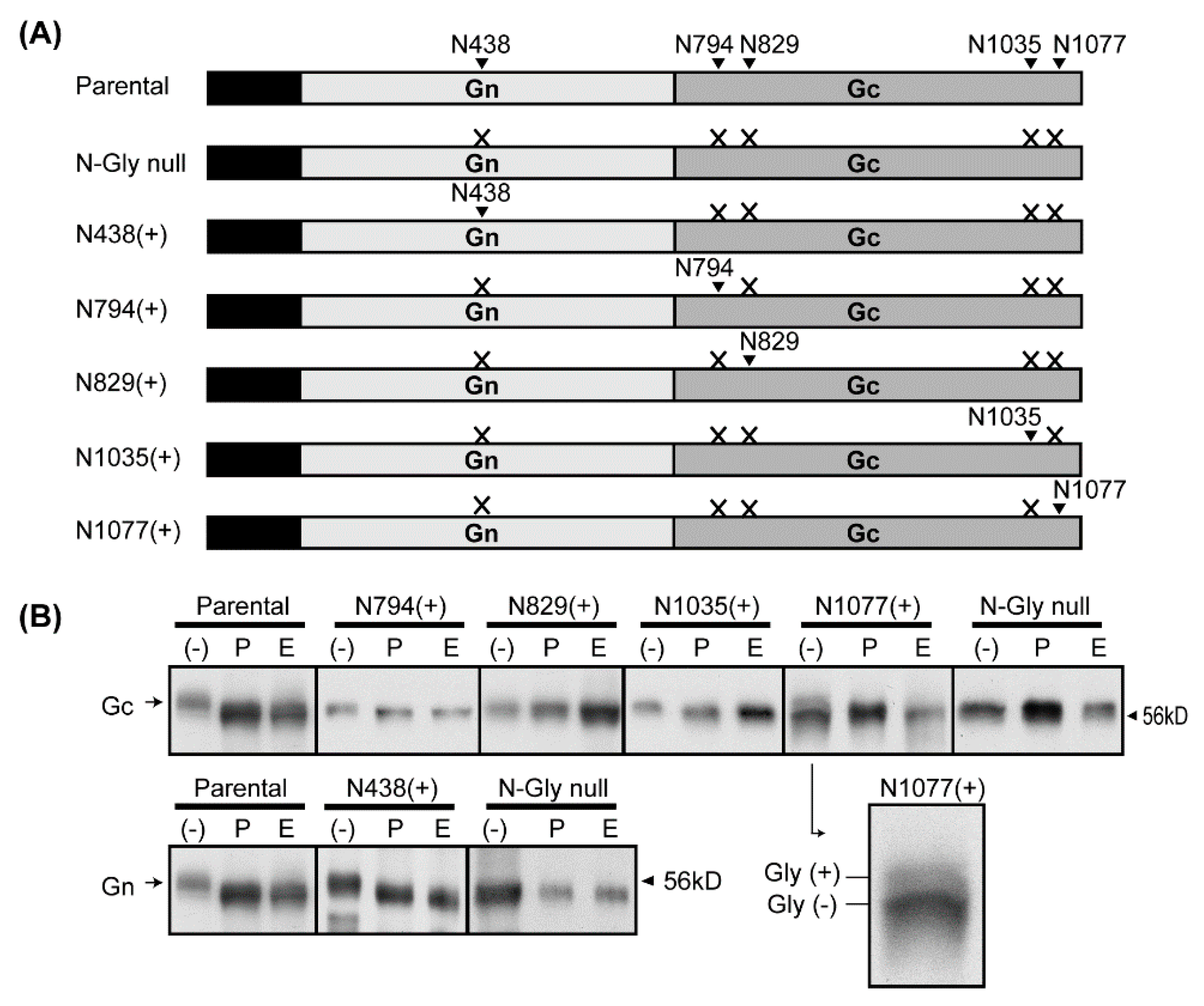 Viruses 08 00149 g002