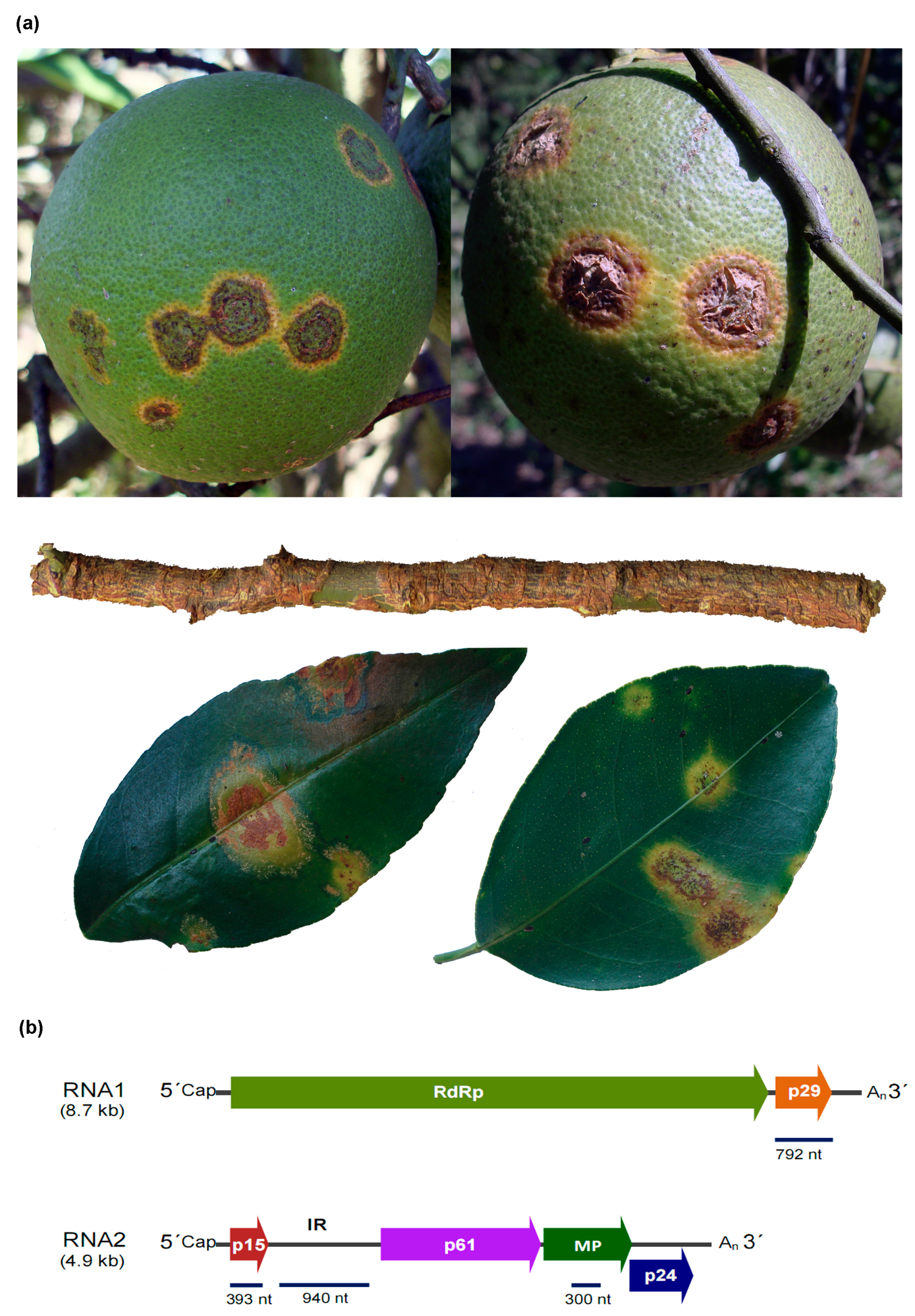 Viruses 08 00153 g001