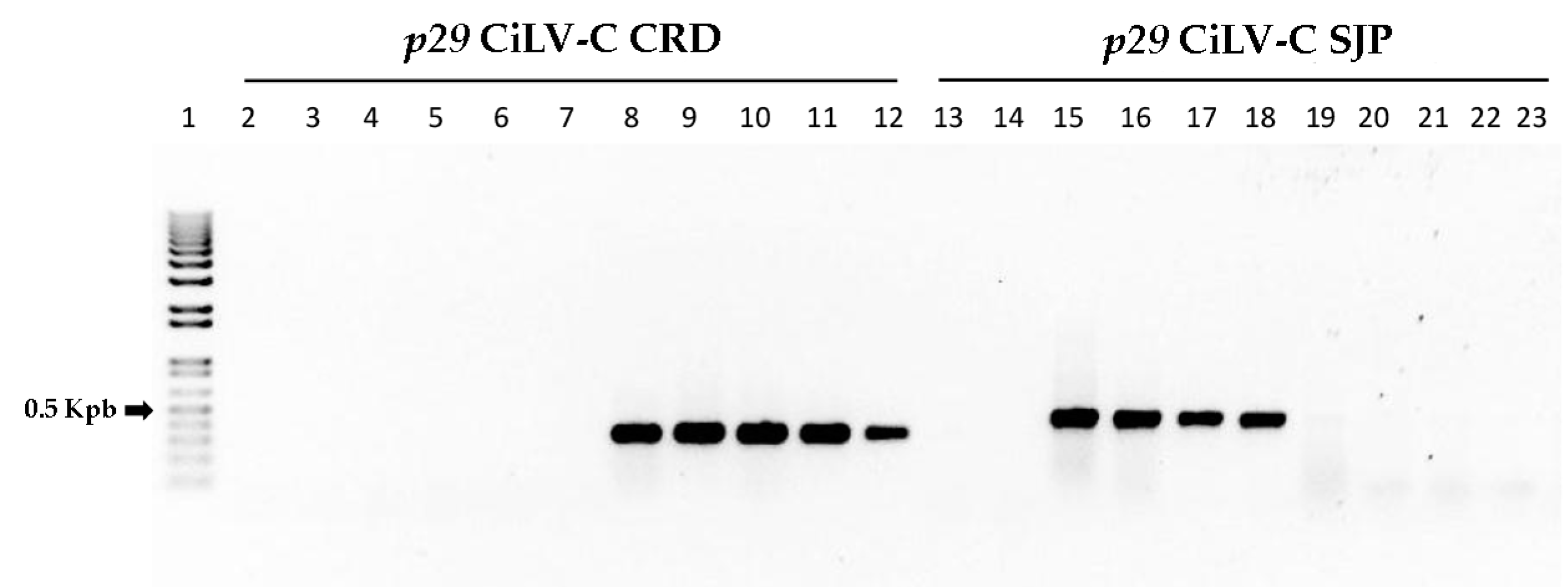 Viruses 08 00153 g004