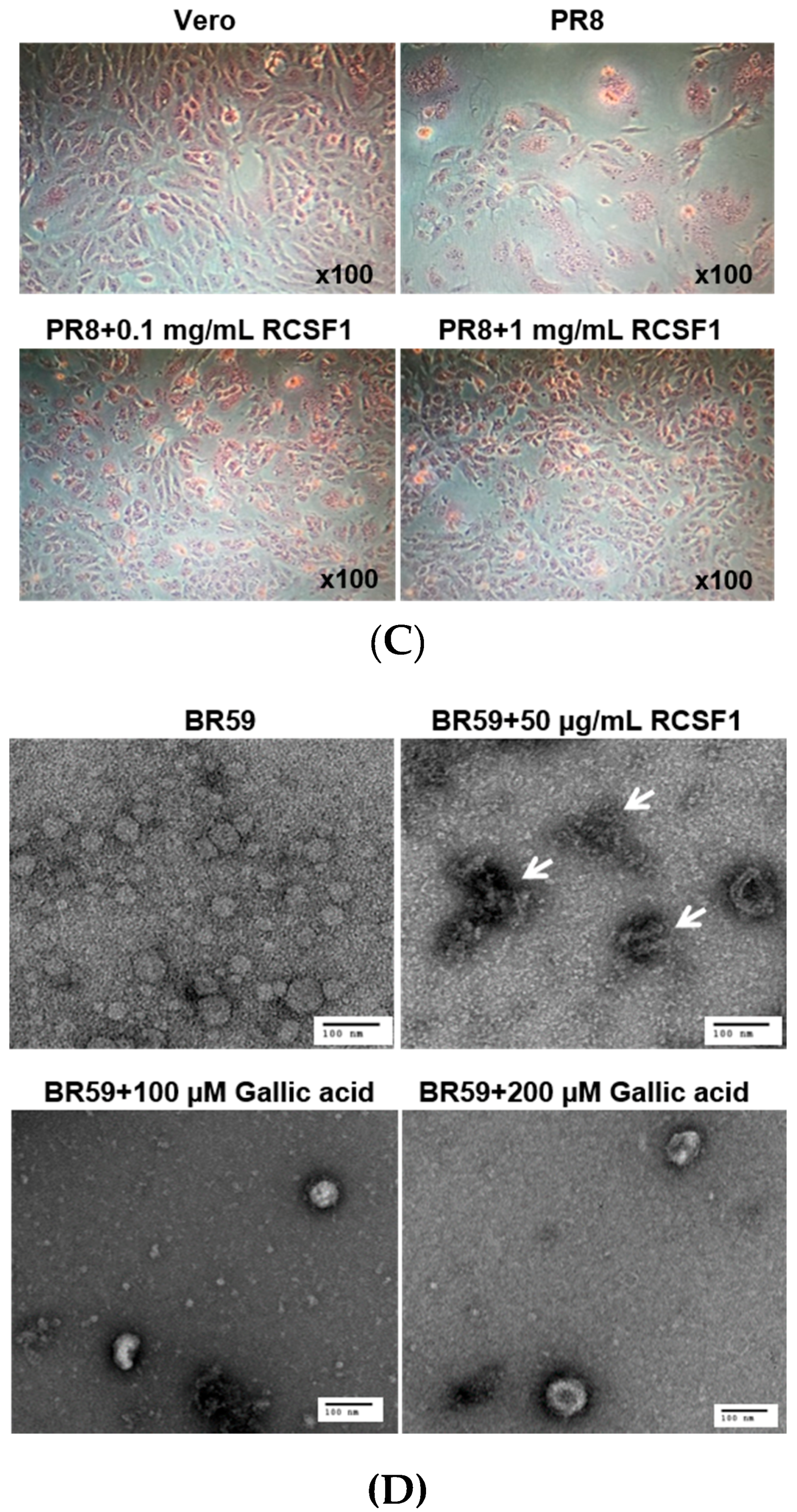Viruses 08 00157 g002b
