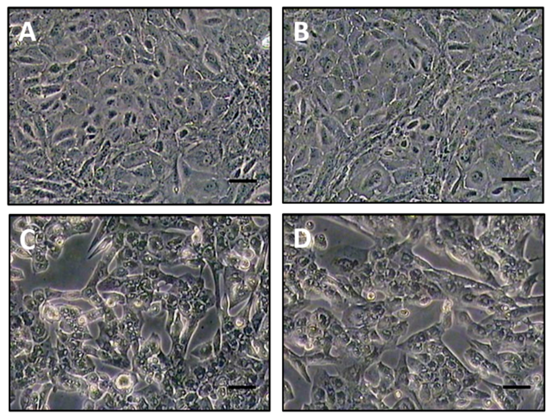 Viruses 08 00159 g005