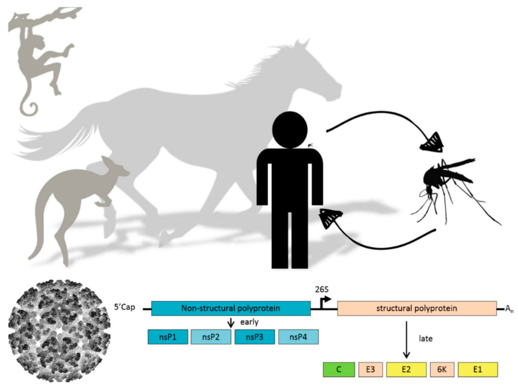 Viruses Free FullText Alphavirus Infection Host Cell ShutOff and