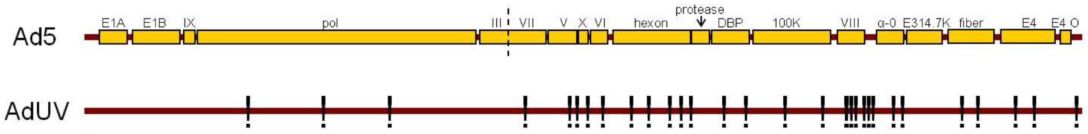 Viruses 08 00167 g007 1024