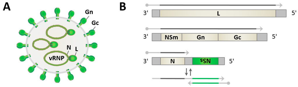 Viruses Free Full Text Phleboviruses And The Type I Interferon Response Html