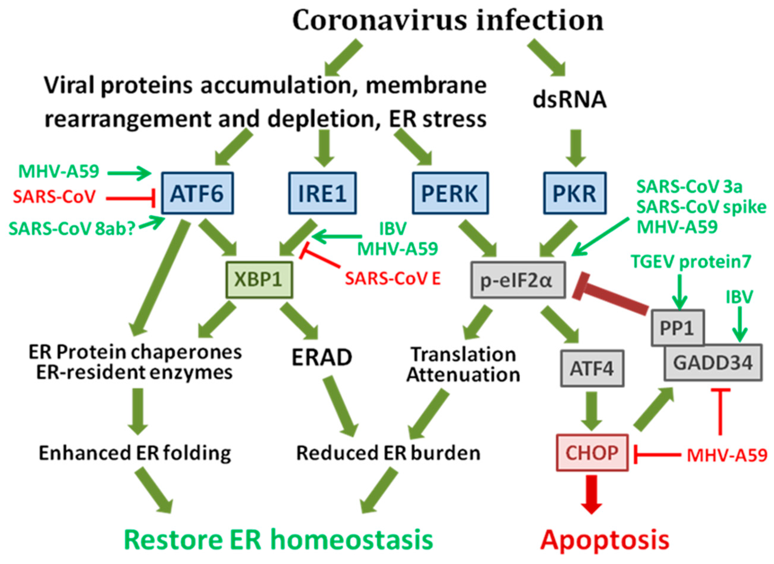 После лечение коронавирус. Coronavirus infection. Теории возникновения коронавируса. Эпидемиология коронавируса. Жизненный цикл коронавируса.