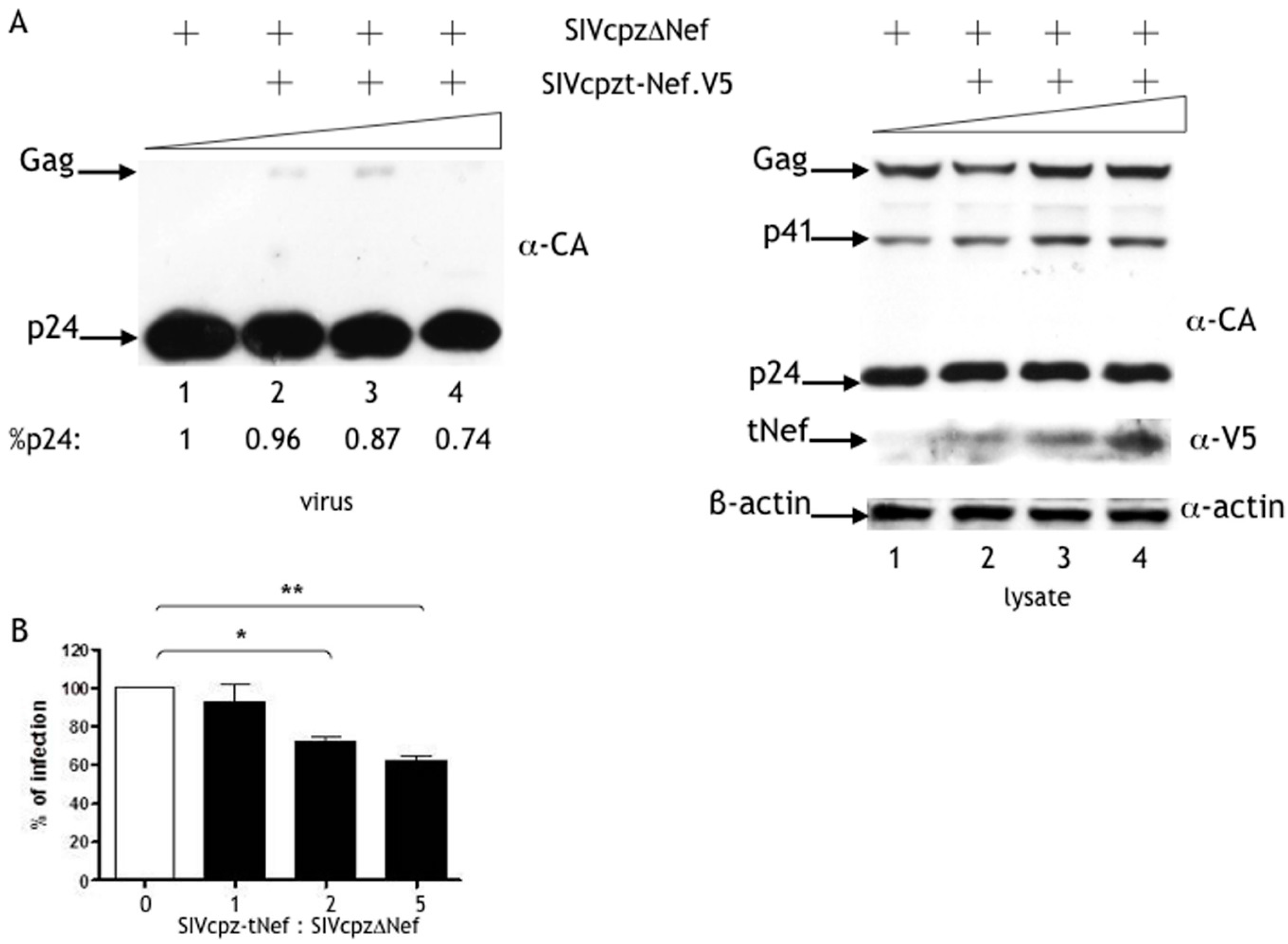 Viruses 08 00189 g003