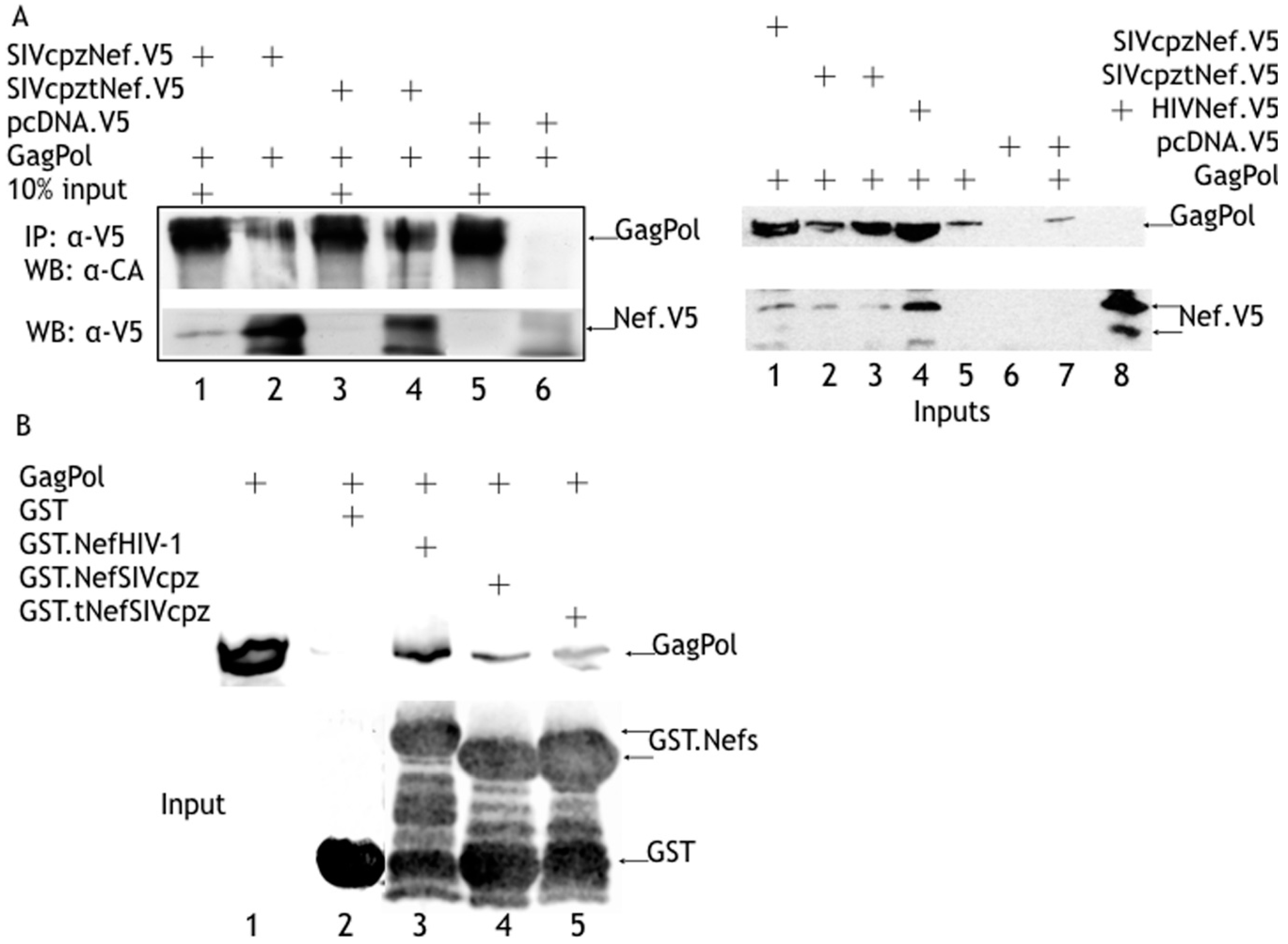 Viruses 08 00189 g004