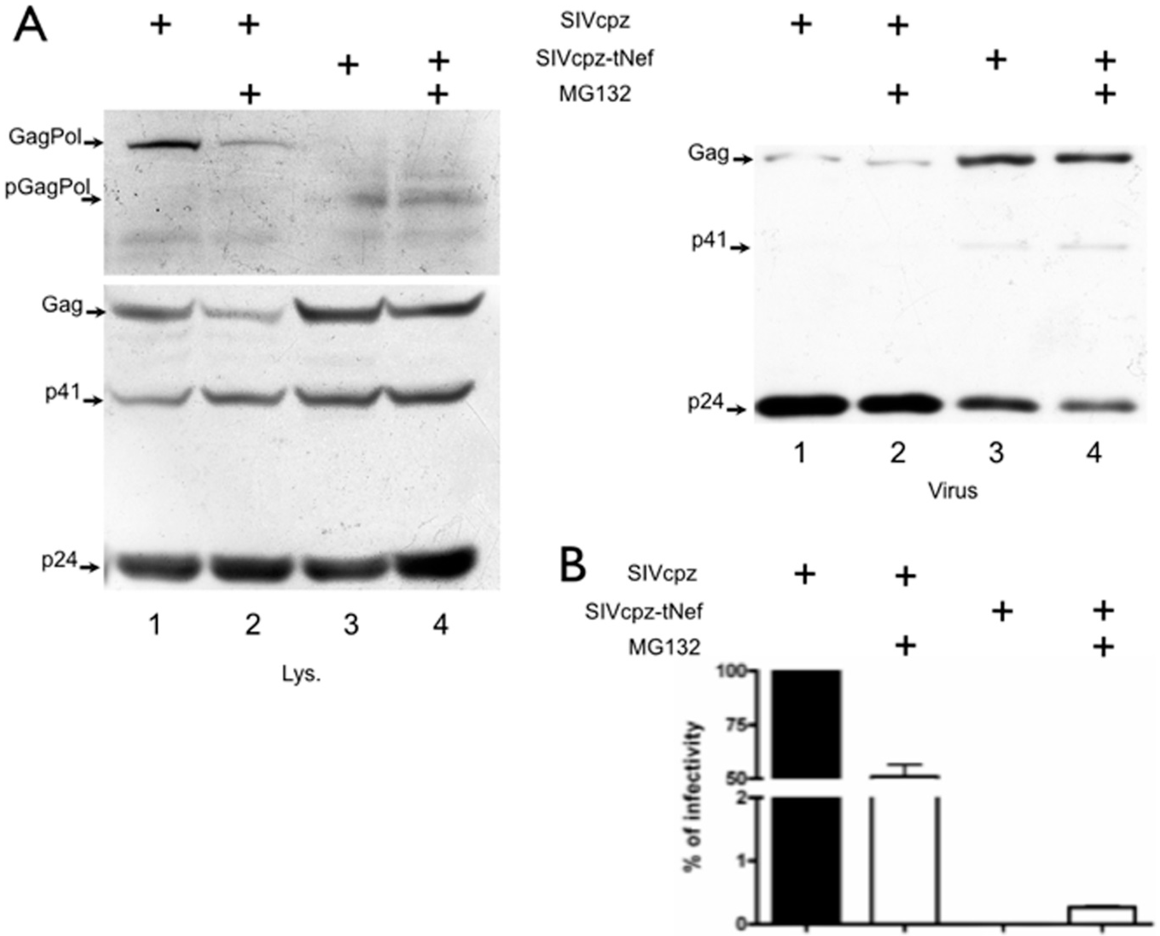 Viruses 08 00189 g005