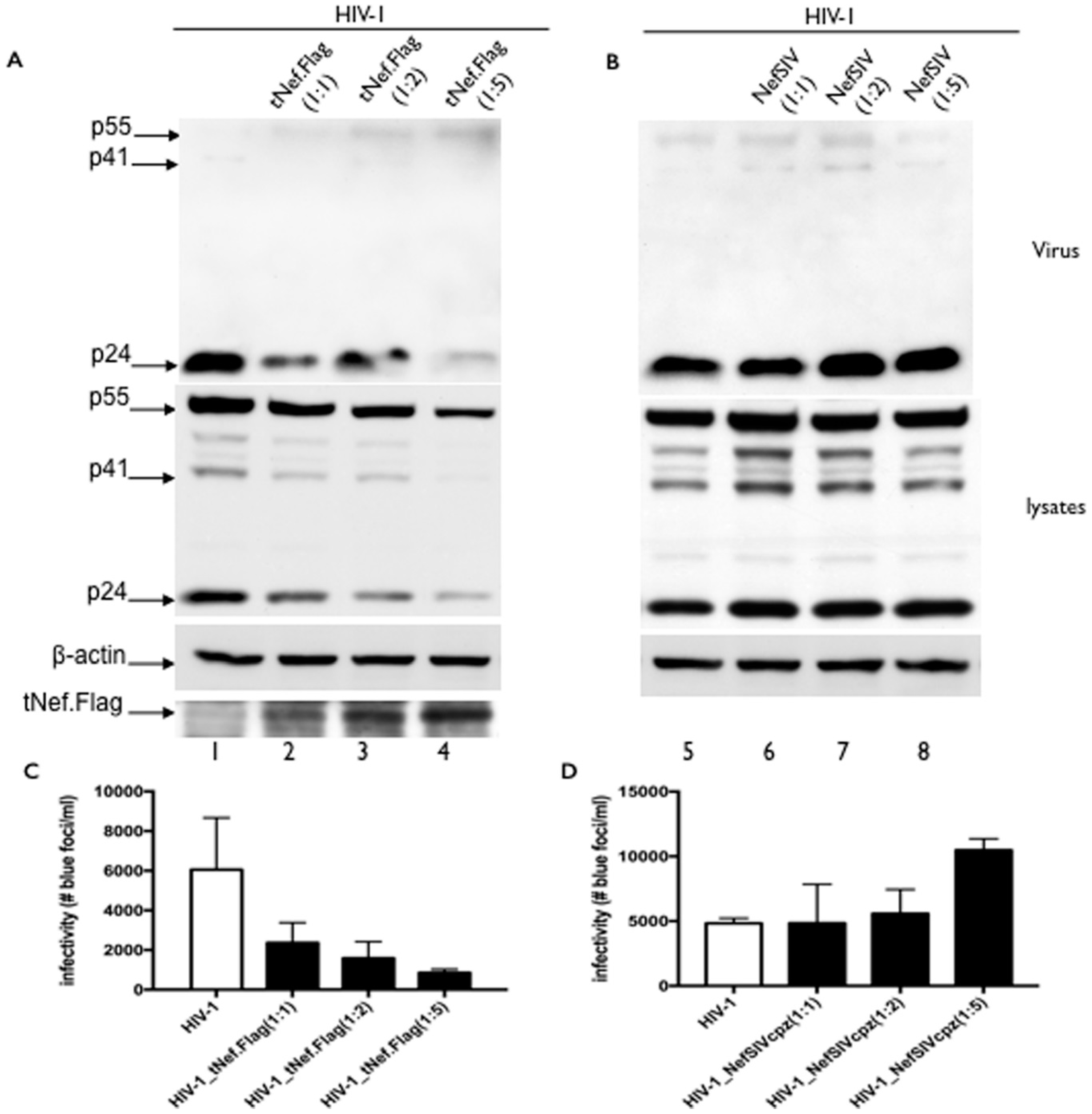 Viruses 08 00189 g007