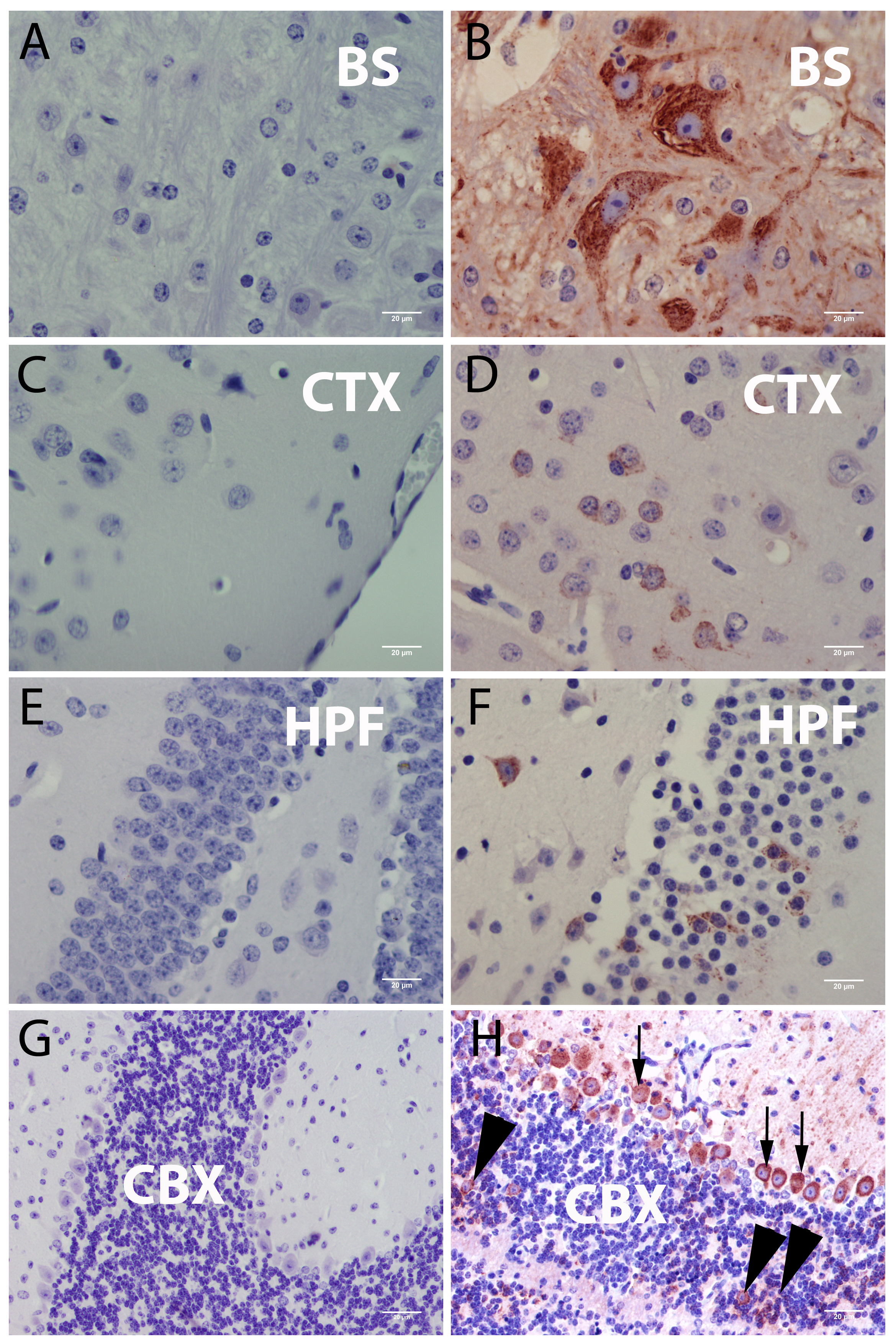 Viruses 08 00220 g002 1024