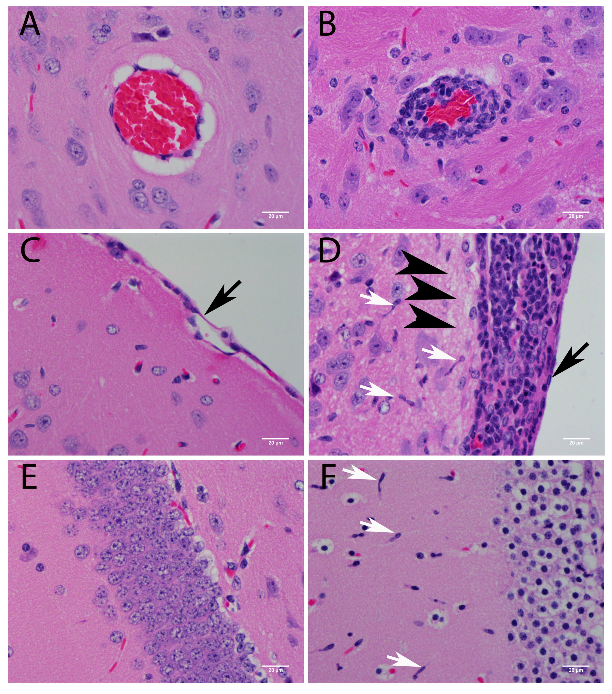 Viruses 08 00220 g003 1024
