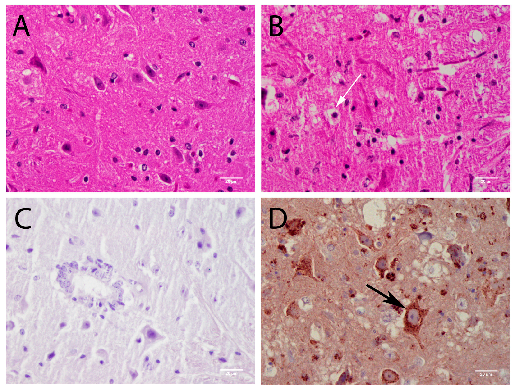Viruses 08 00220 g005 1024