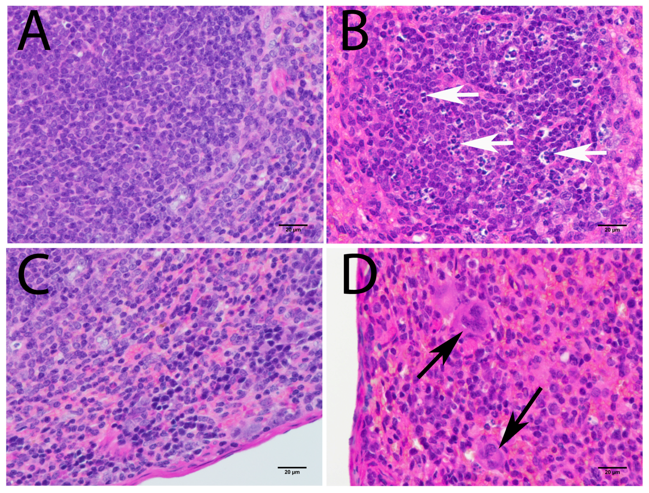 Viruses 08 00220 g006 1024