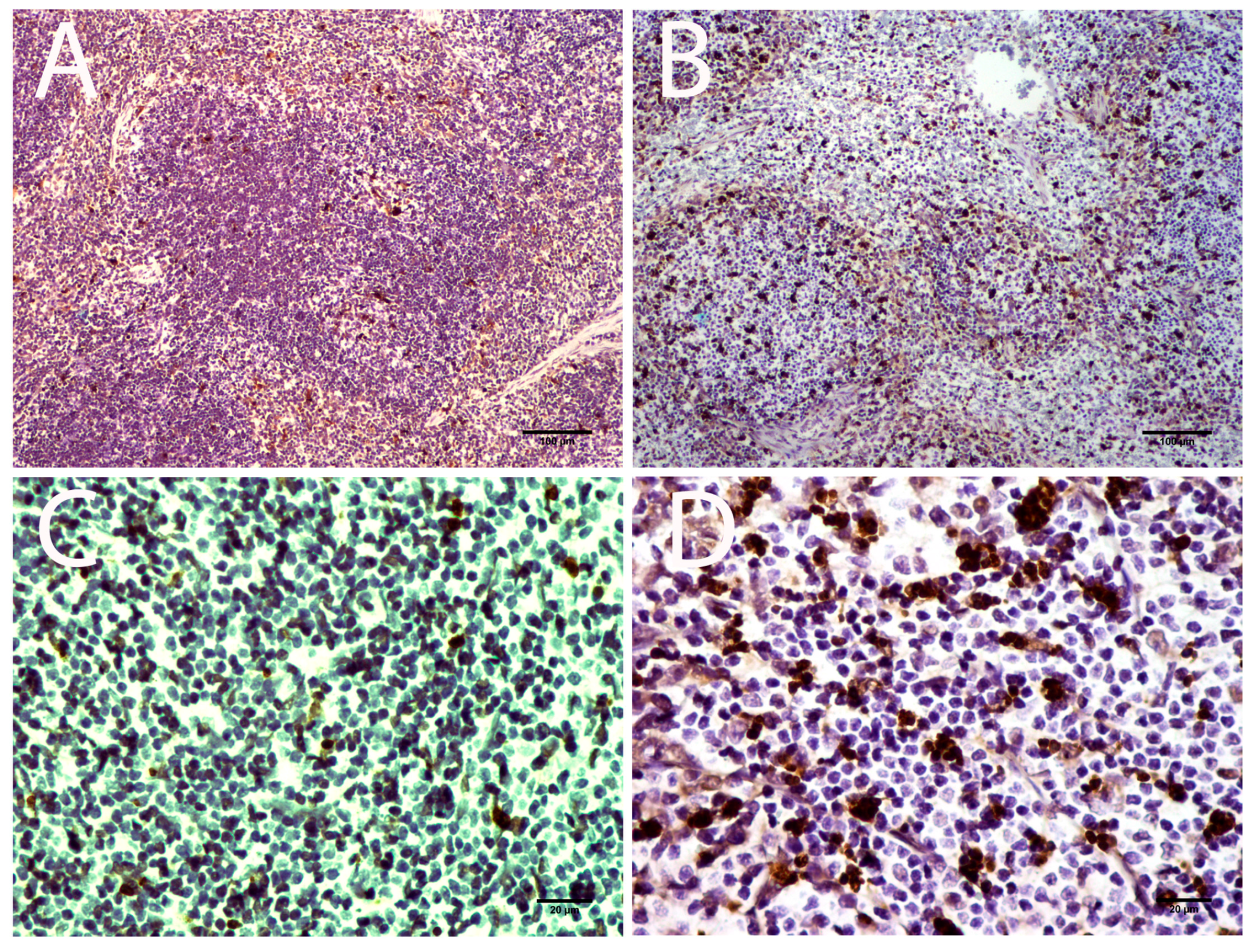 Viruses 08 00220 g008 1024