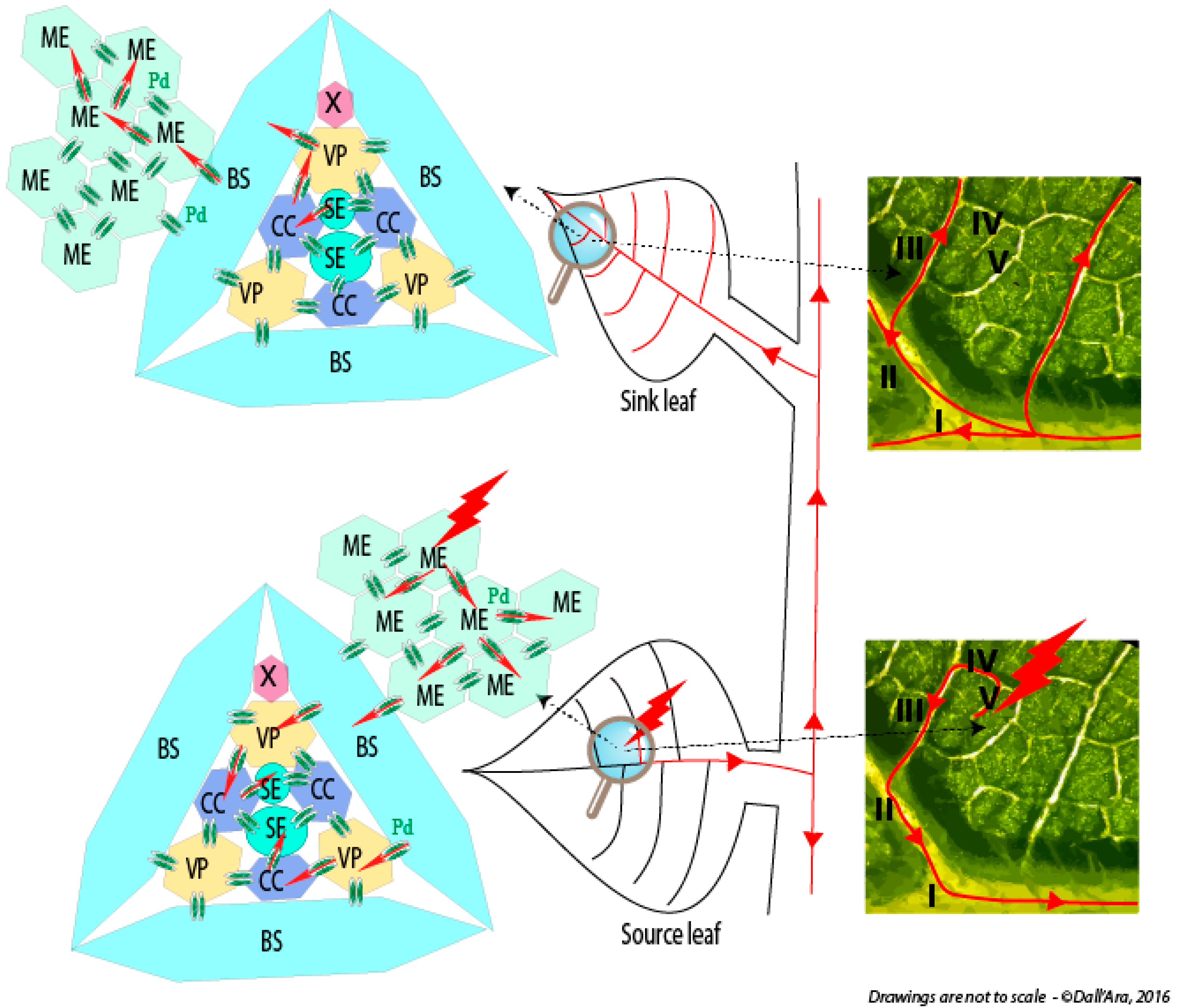 Viruses 08 00228 g001